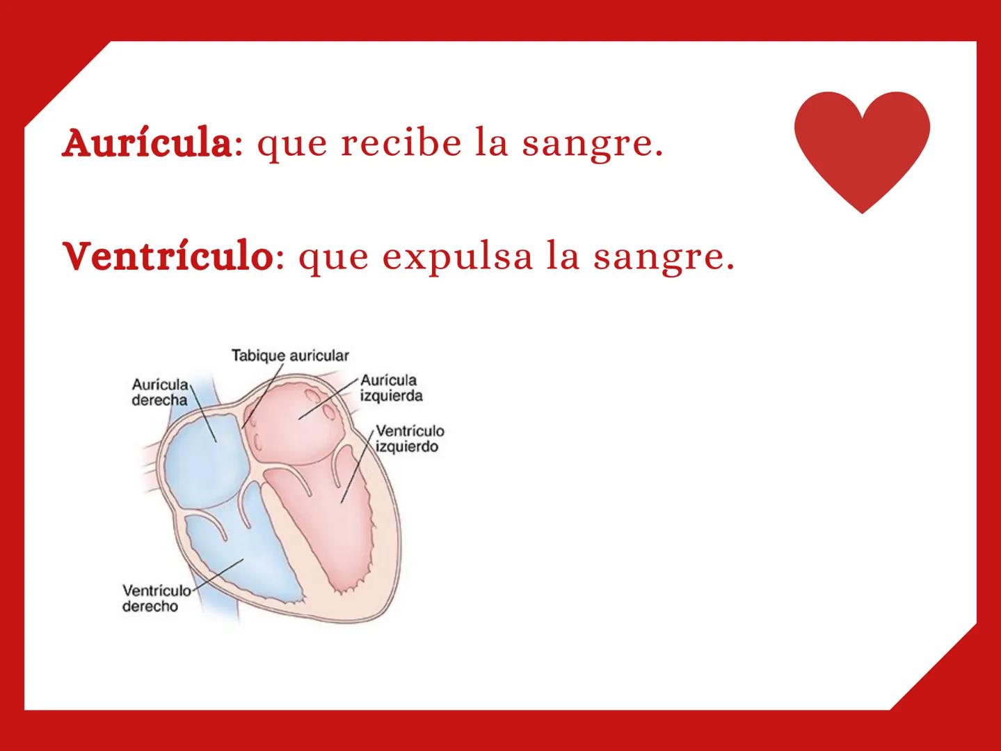 CORAZÓN Parte derecha: bombea sangre pobre en
O2 a los pulmones.
Parte izquierda: bombea sangre pobre en
O2 a los pulmones. Aurícula: que re