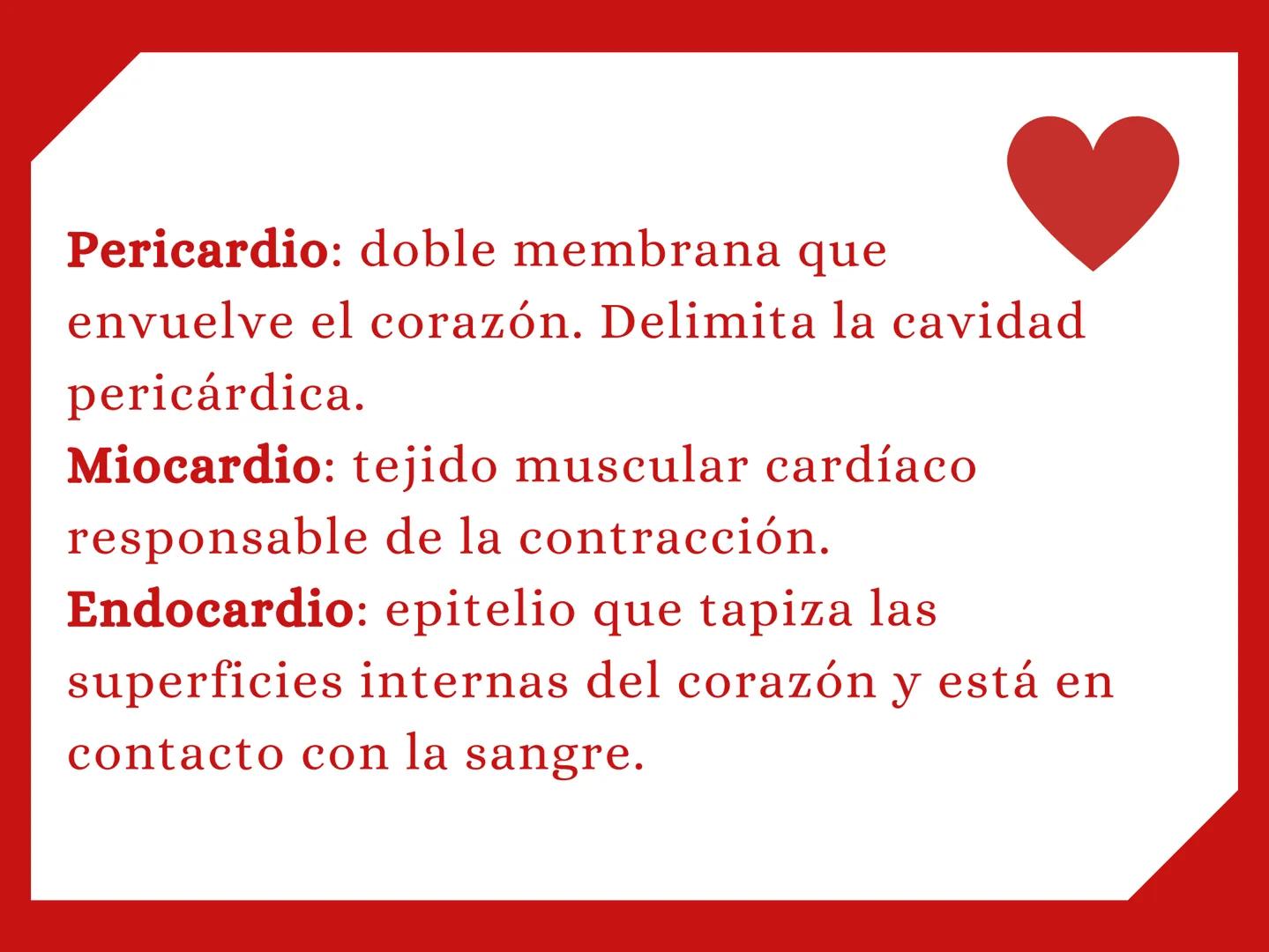 CORAZÓN Parte derecha: bombea sangre pobre en
O2 a los pulmones.
Parte izquierda: bombea sangre pobre en
O2 a los pulmones. Aurícula: que re