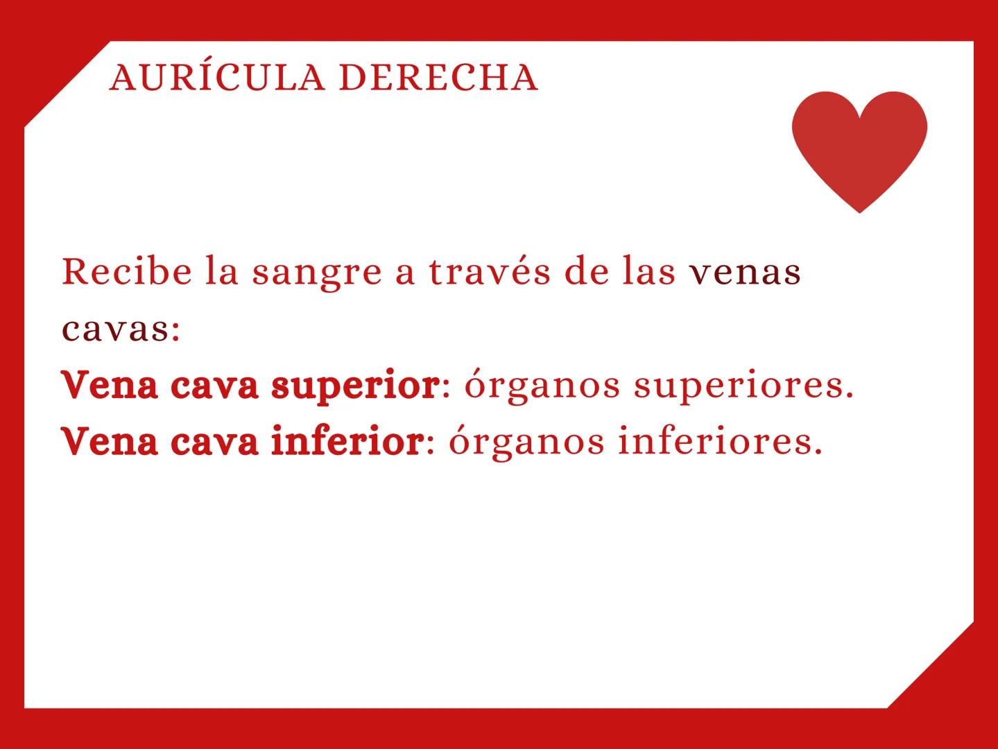 CORAZÓN Parte derecha: bombea sangre pobre en
O2 a los pulmones.
Parte izquierda: bombea sangre pobre en
O2 a los pulmones. Aurícula: que re