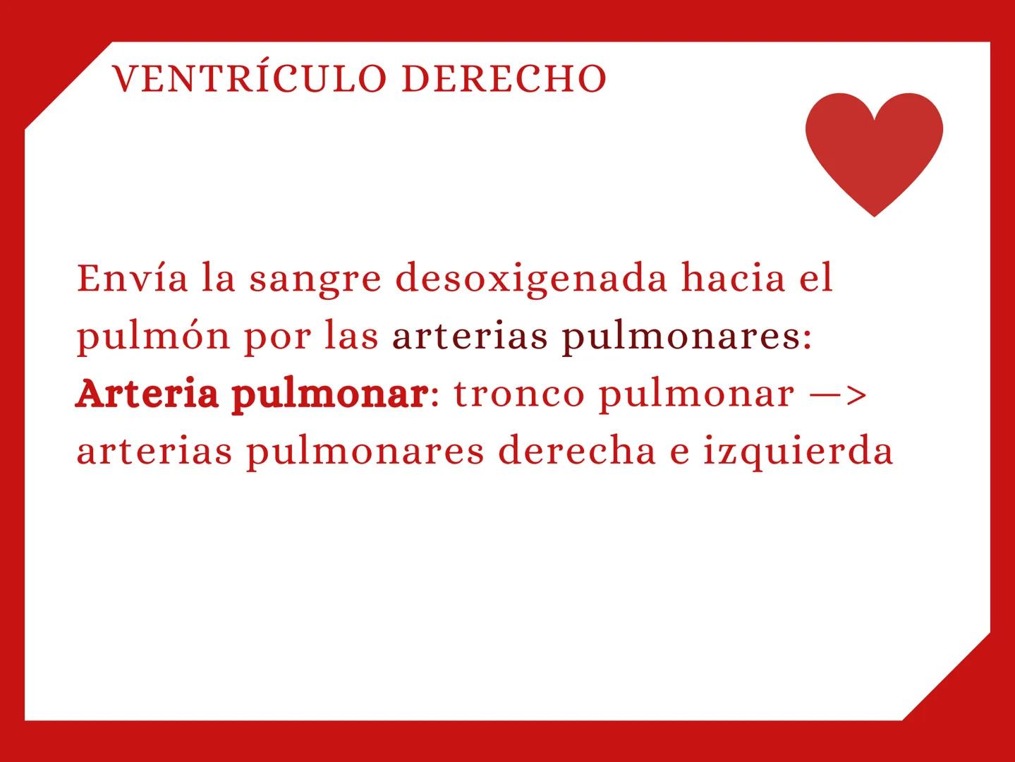 CORAZÓN Parte derecha: bombea sangre pobre en
O2 a los pulmones.
Parte izquierda: bombea sangre pobre en
O2 a los pulmones. Aurícula: que re