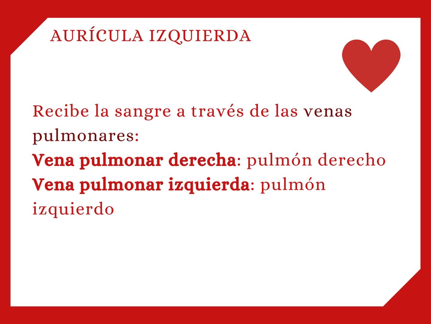 CORAZÓN Parte derecha: bombea sangre pobre en
O2 a los pulmones.
Parte izquierda: bombea sangre pobre en
O2 a los pulmones. Aurícula: que re
