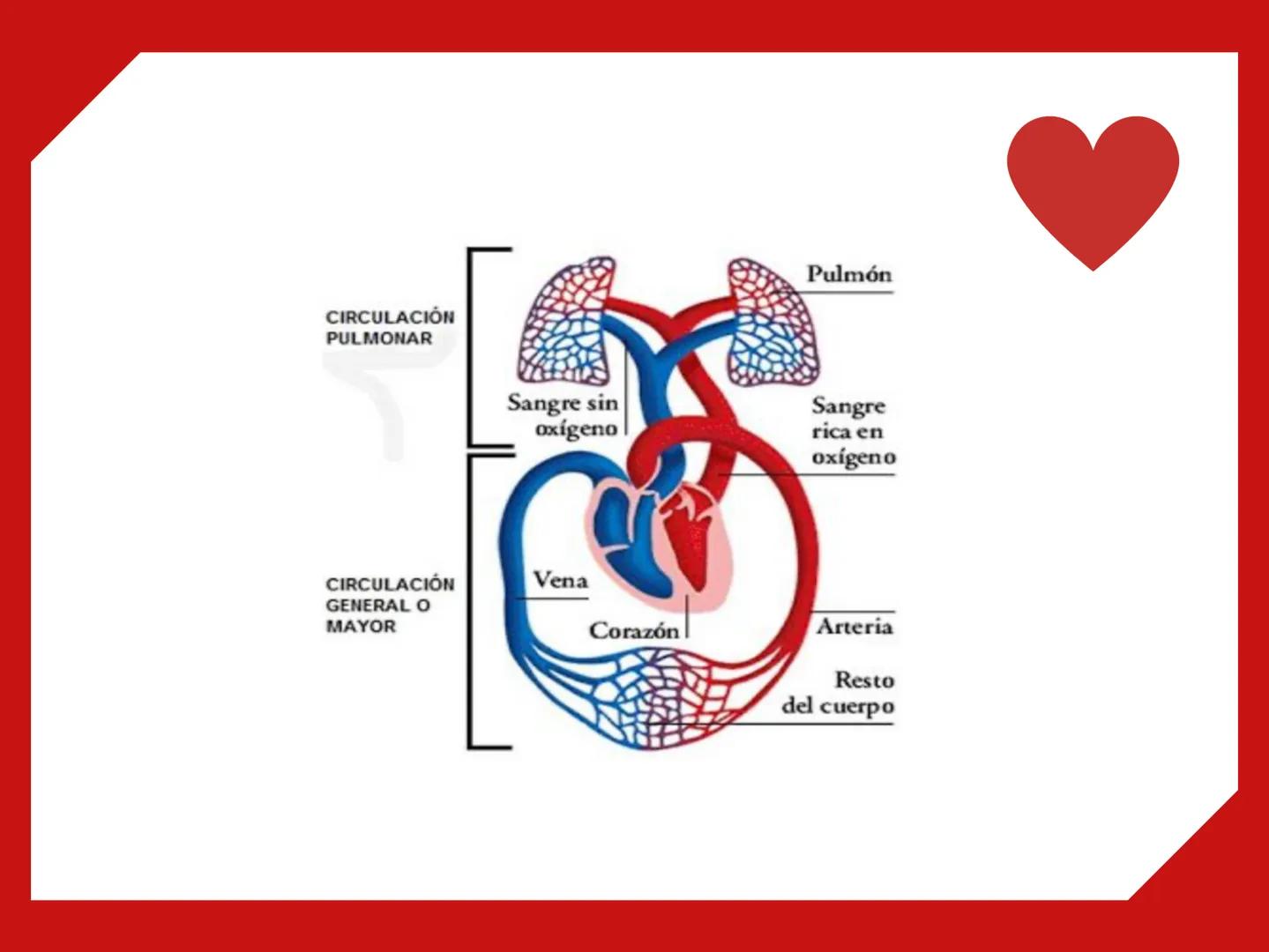 CORAZÓN Parte derecha: bombea sangre pobre en
O2 a los pulmones.
Parte izquierda: bombea sangre pobre en
O2 a los pulmones. Aurícula: que re