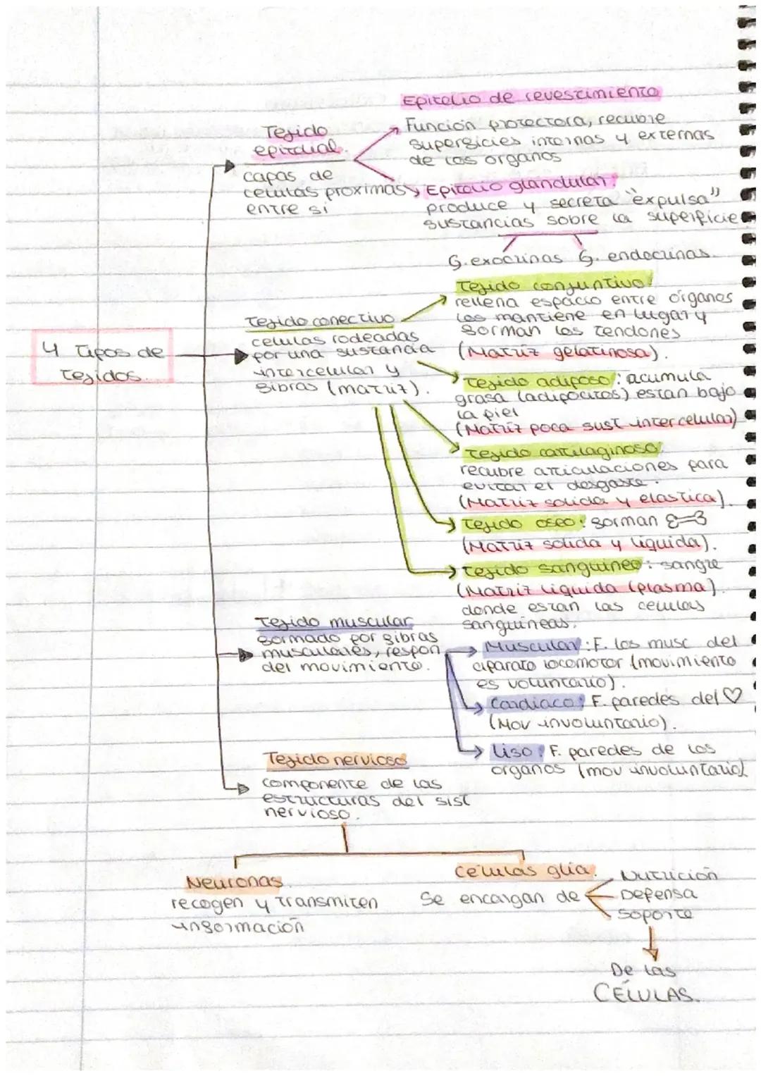 Un Vistazo a las Funciones de los Tejidos Animales