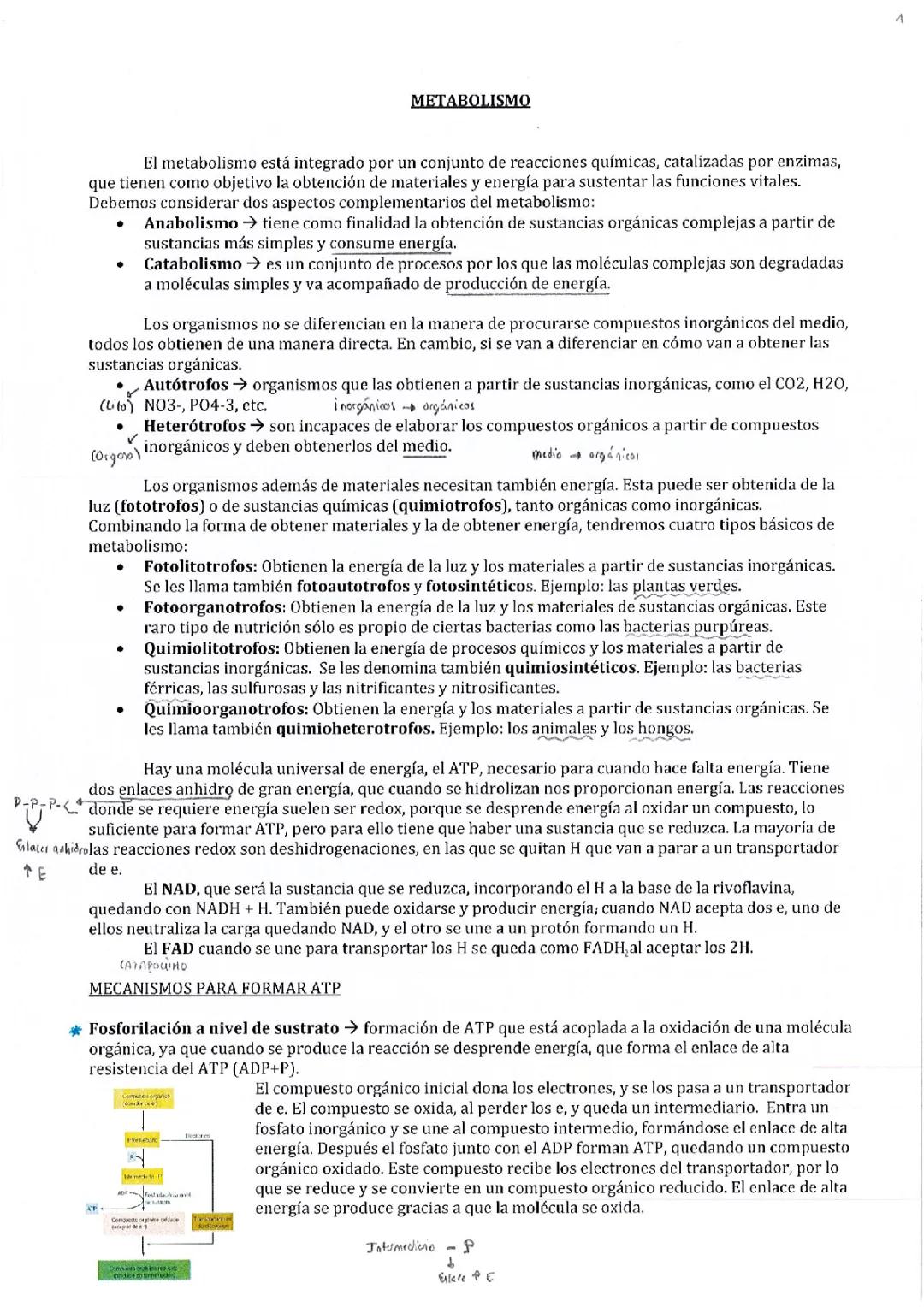 Metabolismo, Anabolismo y Catabolismo: Ejemplos y Diferencias