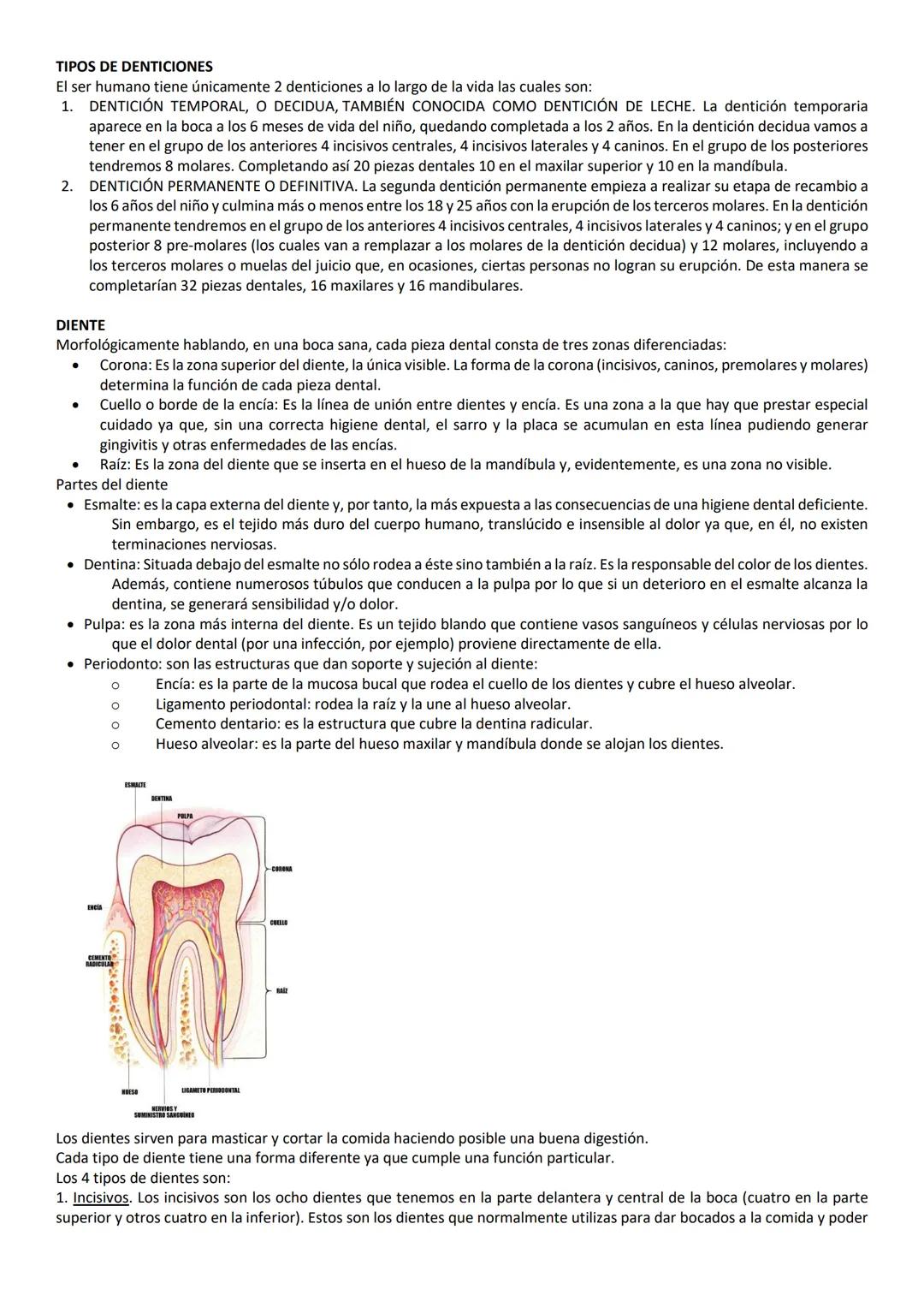 TIPOS DE DENTICIONES
El ser humano tiene únicamente 2 denticiones a lo largo de la vida las cuales son:
1. DENTICIÓN TEMPORAL, O DECIDUA, TA