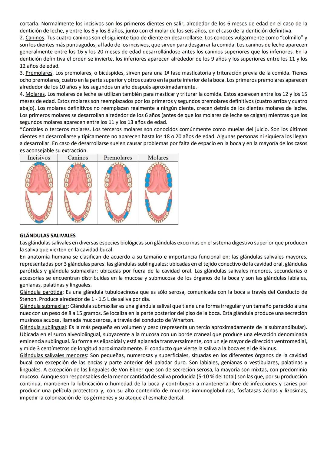 TIPOS DE DENTICIONES
El ser humano tiene únicamente 2 denticiones a lo largo de la vida las cuales son:
1. DENTICIÓN TEMPORAL, O DECIDUA, TA