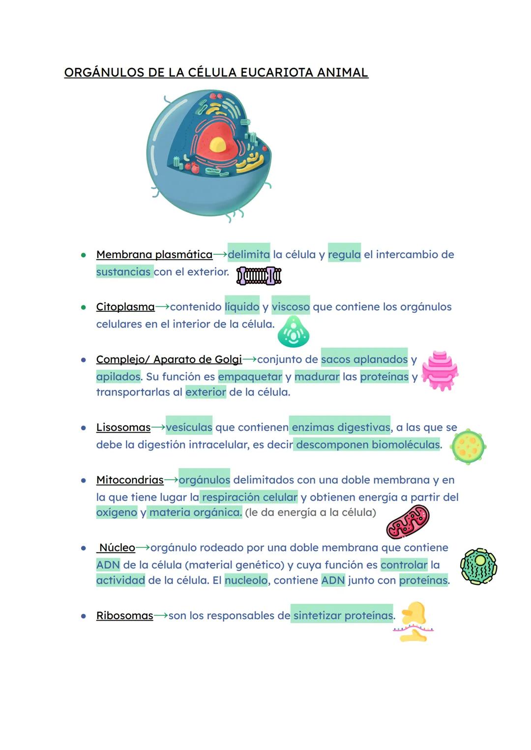 # Examen Biología 1
NIVELES DE ORGANIZACIÓN DEL SER HUMANO
* Niveles abióticos (sin vida)
1 Nivel atómico formado por bioelementos→O, C
