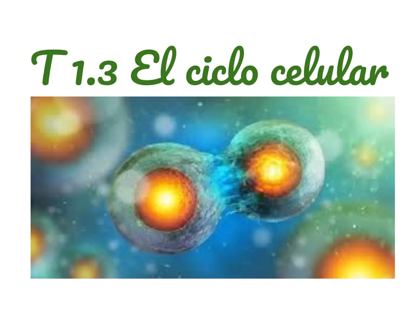 # T 1.3 El ciclo celular # El ciclo celular
Acontecimientos que tienen lugar desde que se origina una célula por división de otra célula an