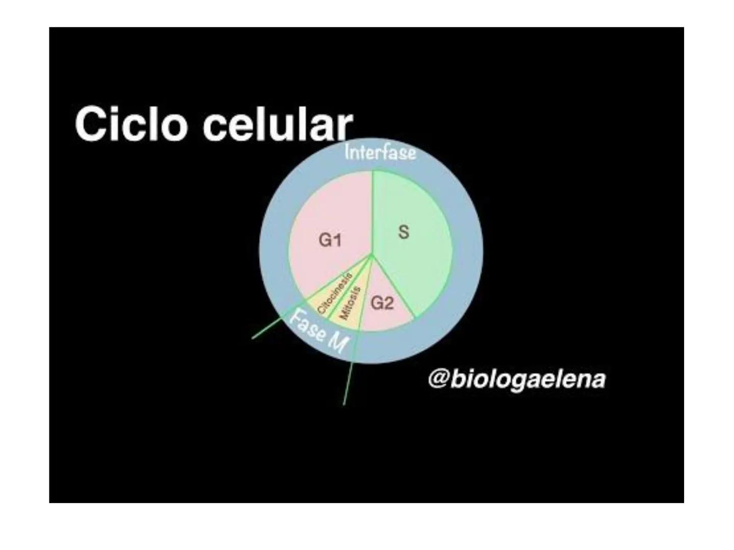 # T 1.3 El ciclo celular # El ciclo celular
Acontecimientos que tienen lugar desde que se origina una célula por división de otra célula an