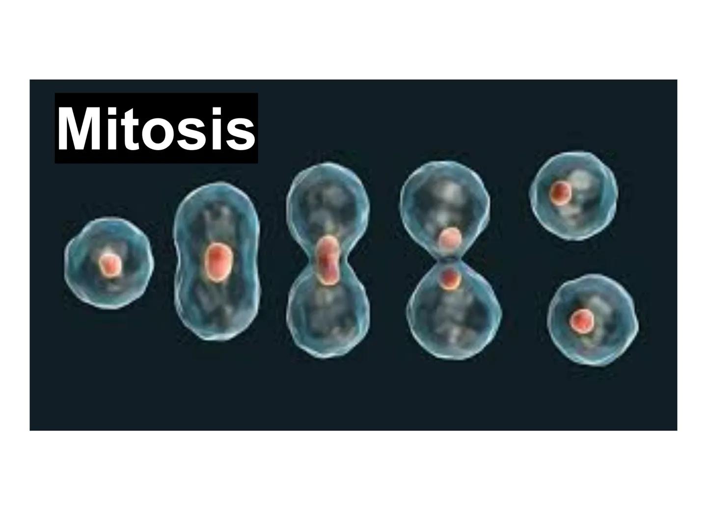 # T 1.3 El ciclo celular # El ciclo celular
Acontecimientos que tienen lugar desde que se origina una célula por división de otra célula an