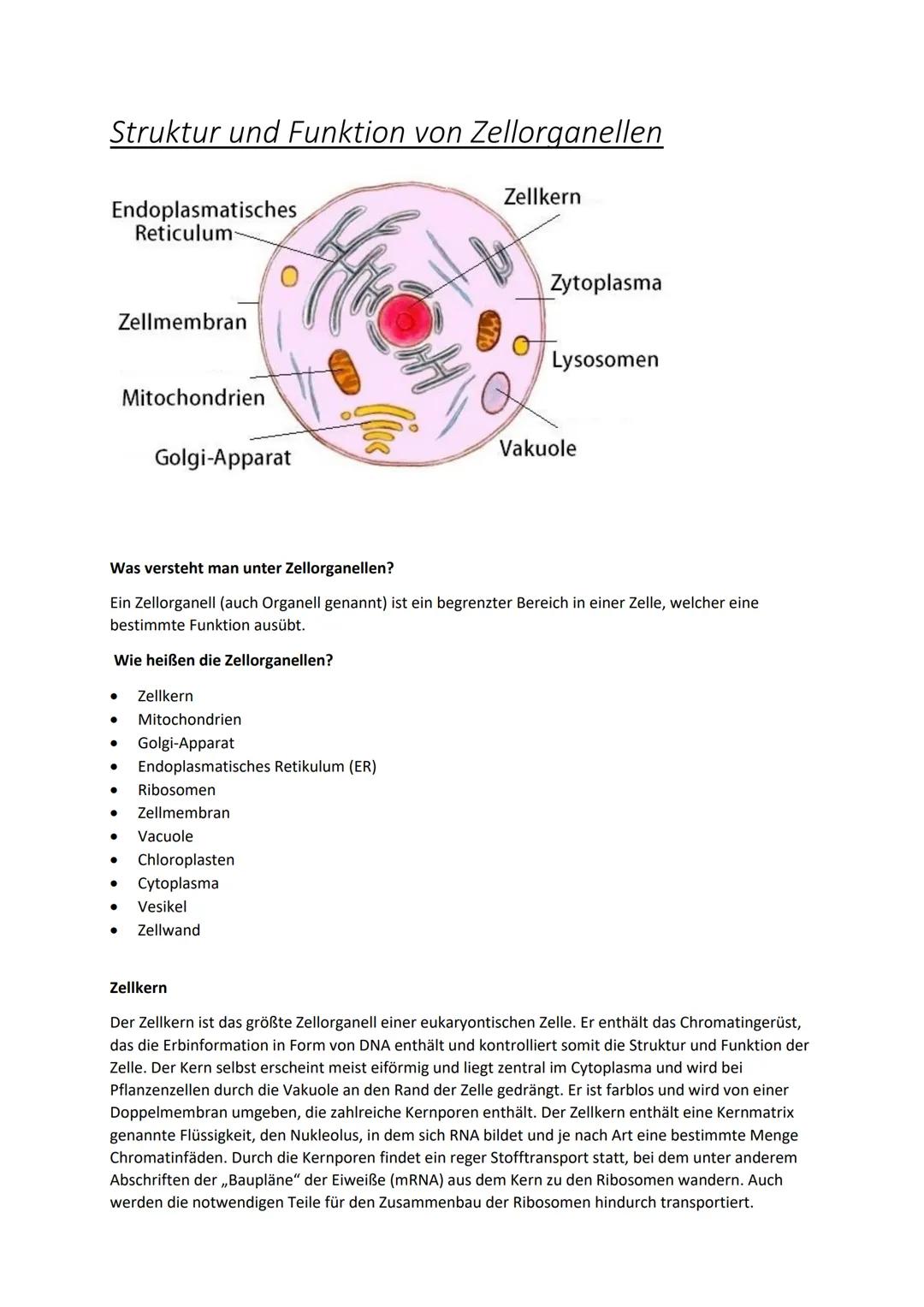 # Struktur und Funktion von Zellorganellen
Endoplasmatisches
Reticulum
Zellkern
Zellmembran
Mitochondrien
Golgi-Apparat
Zytoplasma
Ly