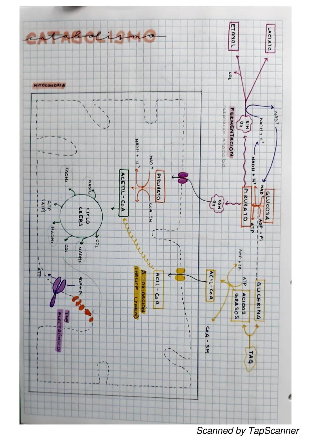 Entender el Catabolismo: Proceso y Ejemplos