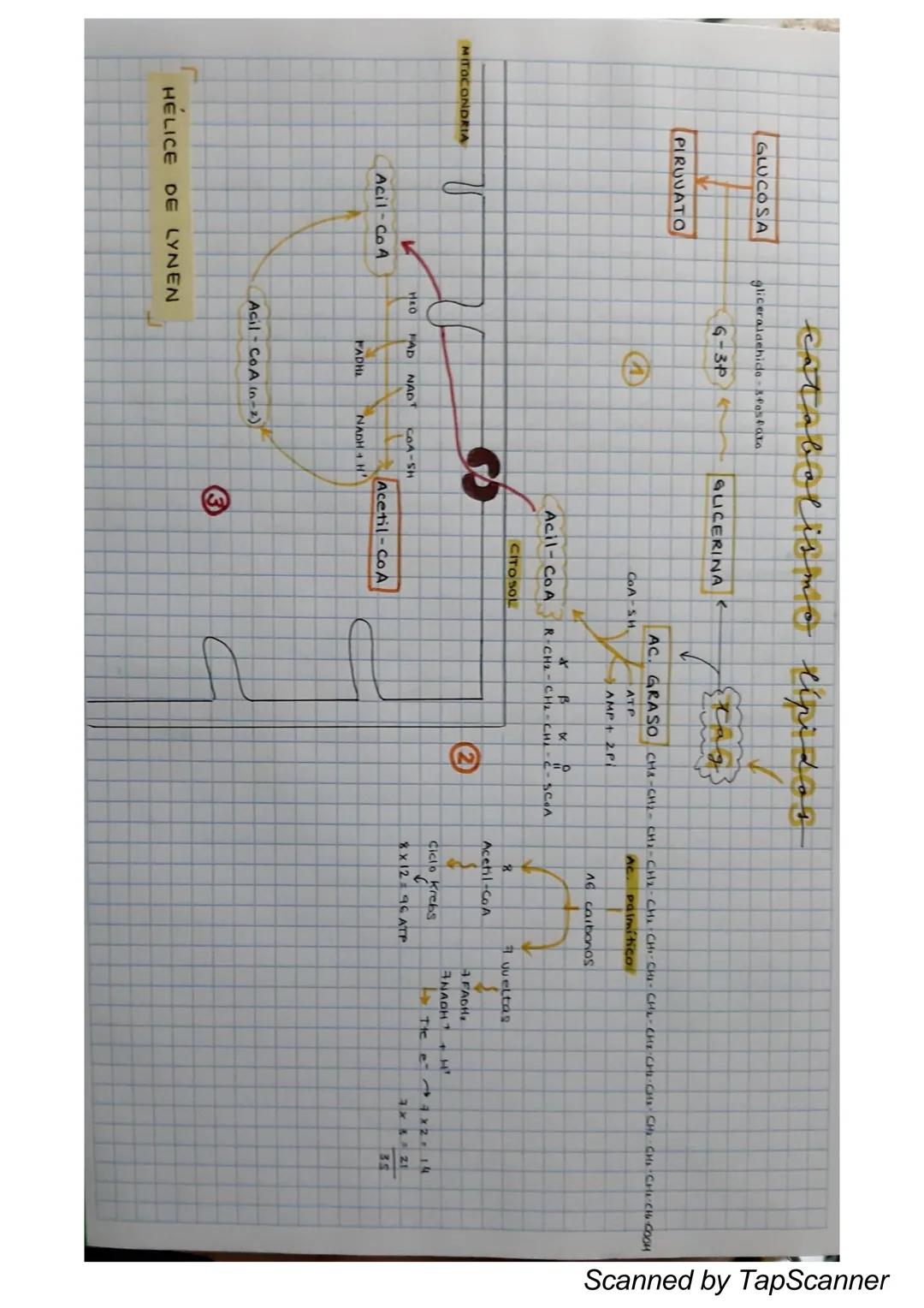 LACTATO
ETANOL
catabolismo
CO₂
MITOCONDRIA
1
NAD+
NADH + H+
SIN
02
FERMENTACIÓN
NADH+H+
respiración anaco bia
4
NAD +
NADH + H<
1
+
GLUCOSA