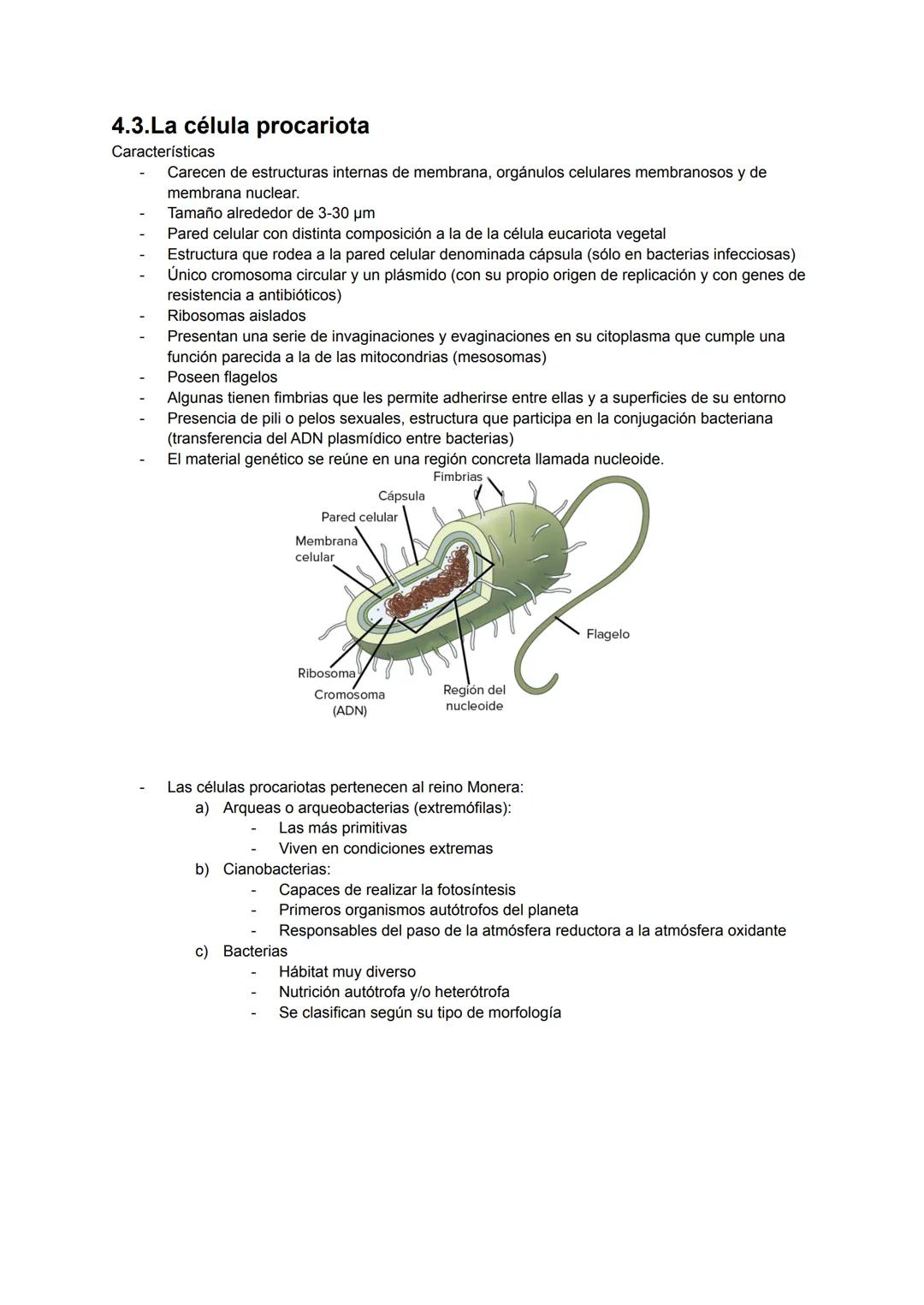 UNIDAD 4: LA CÉLULA
4.1.La célula estructura y funciones
4.2¿Qué tipos de células existen?
4.3.La célula procariota
4.4.La célula eucariota