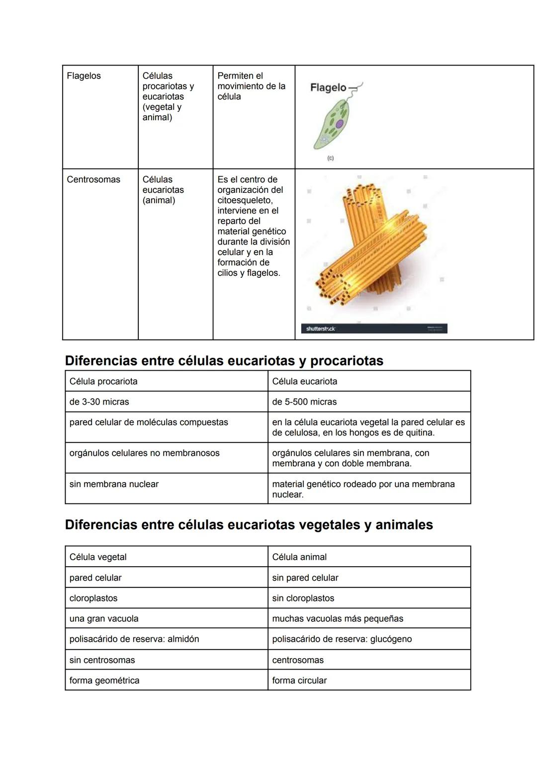 UNIDAD 4: LA CÉLULA
4.1.La célula estructura y funciones
4.2¿Qué tipos de células existen?
4.3.La célula procariota
4.4.La célula eucariota