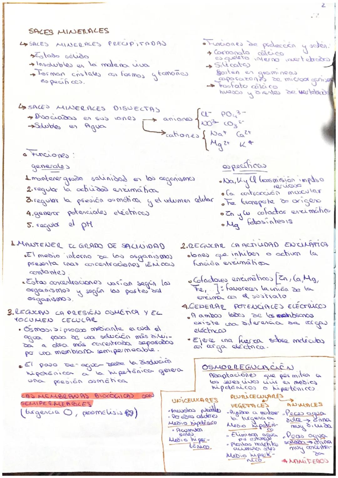 # 2. BACH.
QUIMICA DE CA MATERIA LIVA
BIO ELEMENTOS:
Son los elemento que forman pate
DO conn car
COMPOSICIÓN QUIMICA CORSECA
VERR.
oxi