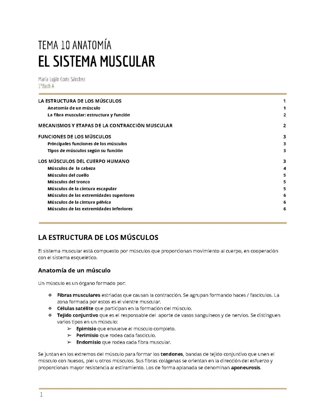 Anatomía del sistema muscular