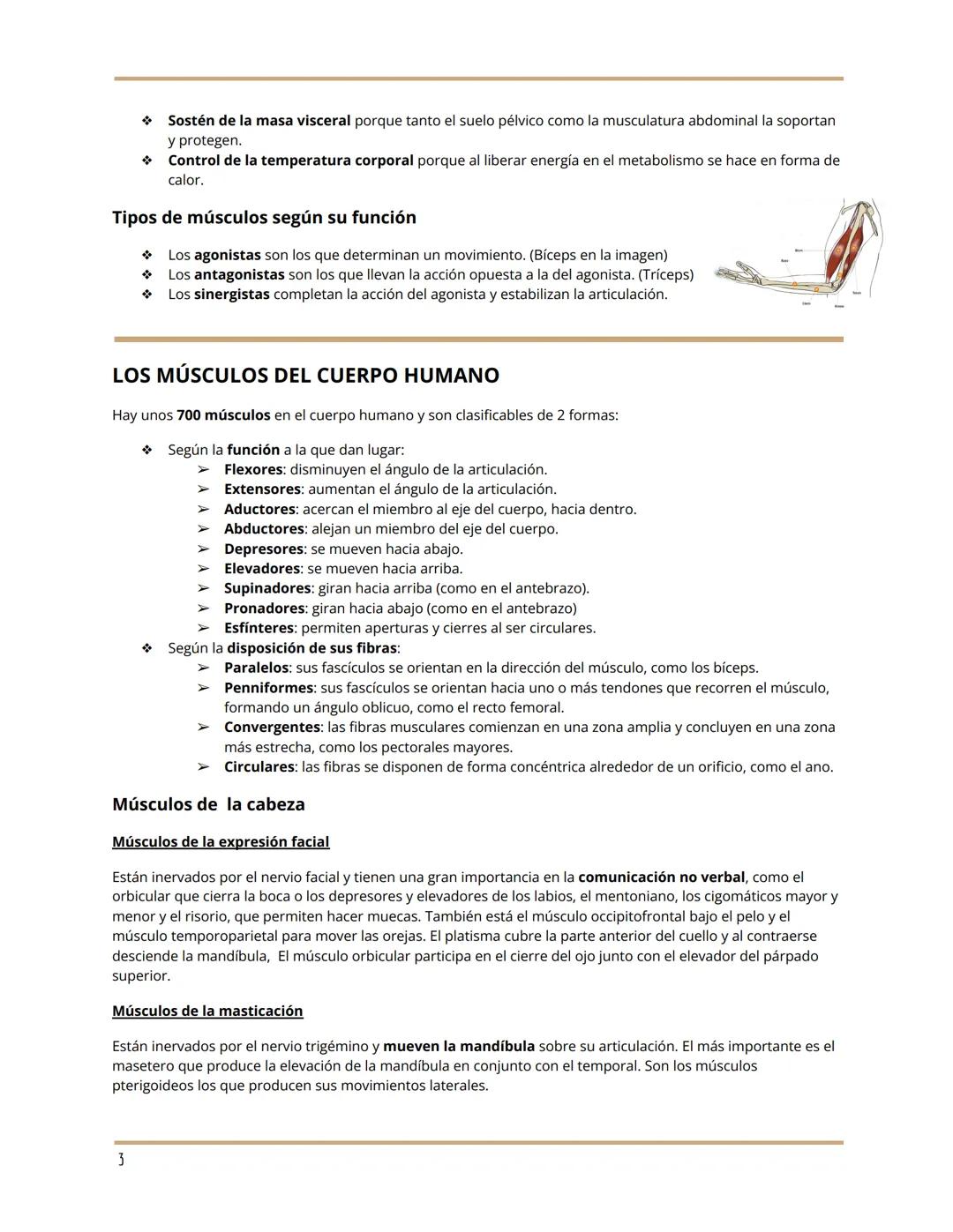 TEMA 10 ANATOMÍA
EL SISTEMA MUSCULAR
María Luján Corts Sánchez
1ºBach A
LA ESTRUCTURA DE LOS MÚSCULOS
Anatomía de un músculo
La fibra muscul
