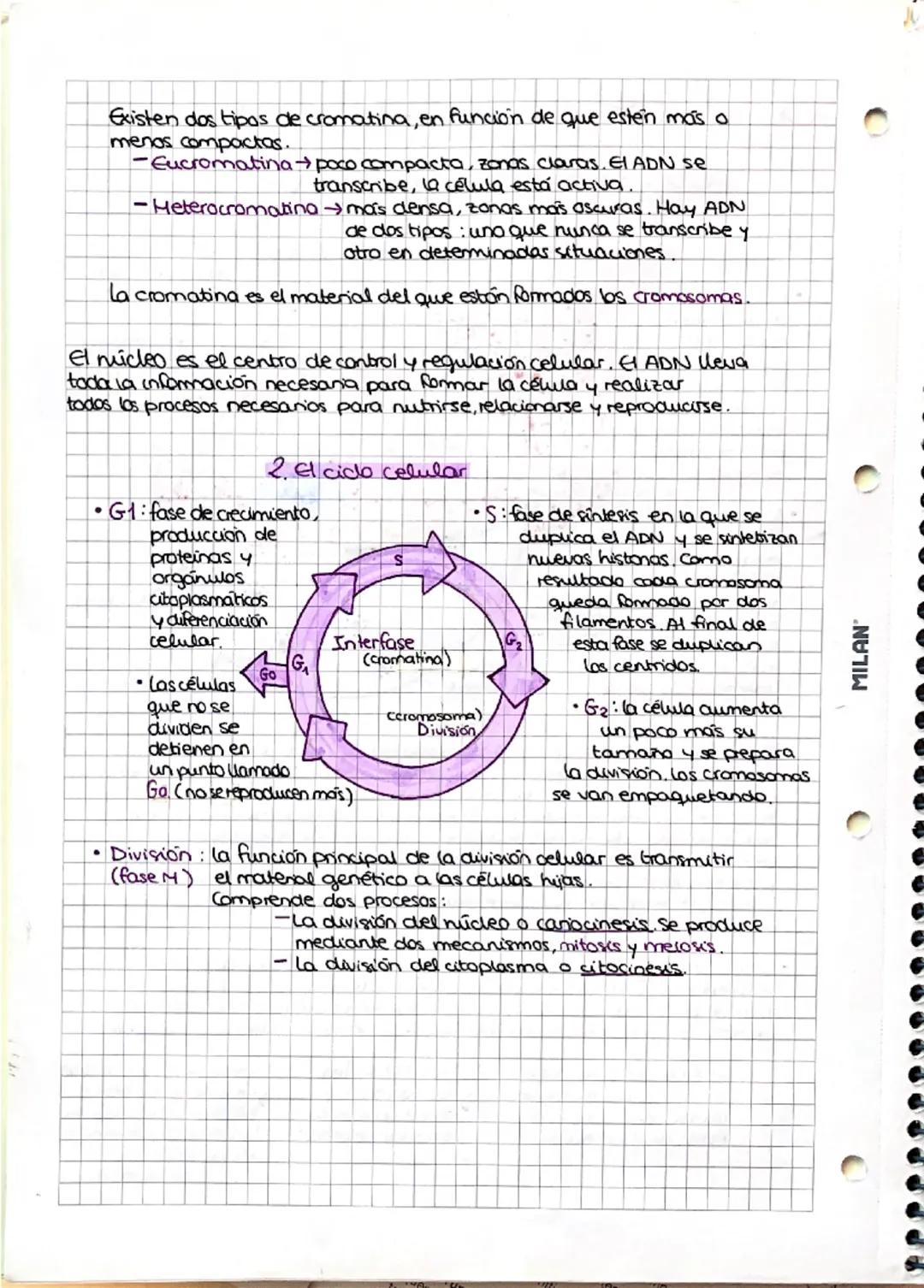 --- OCR Start ---
MILAN
• el ciclo celular y
los cromosomas
1. El núcleo de las células eucariatas
• Nucleoplasma:
medio intema
acuso del
nu