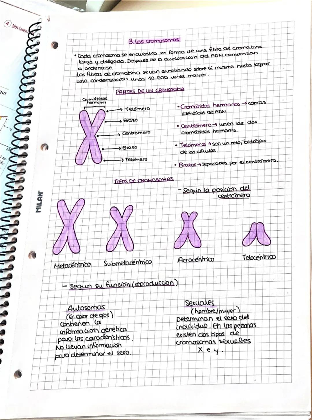 --- OCR Start ---
MILAN
• el ciclo celular y
los cromosomas
1. El núcleo de las células eucariatas
• Nucleoplasma:
medio intema
acuso del
nu