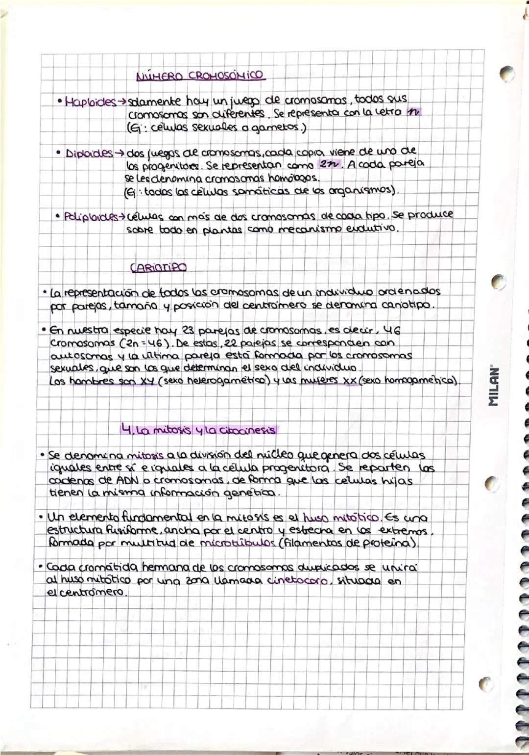 --- OCR Start ---
MILAN
• el ciclo celular y
los cromosomas
1. El núcleo de las células eucariatas
• Nucleoplasma:
medio intema
acuso del
nu