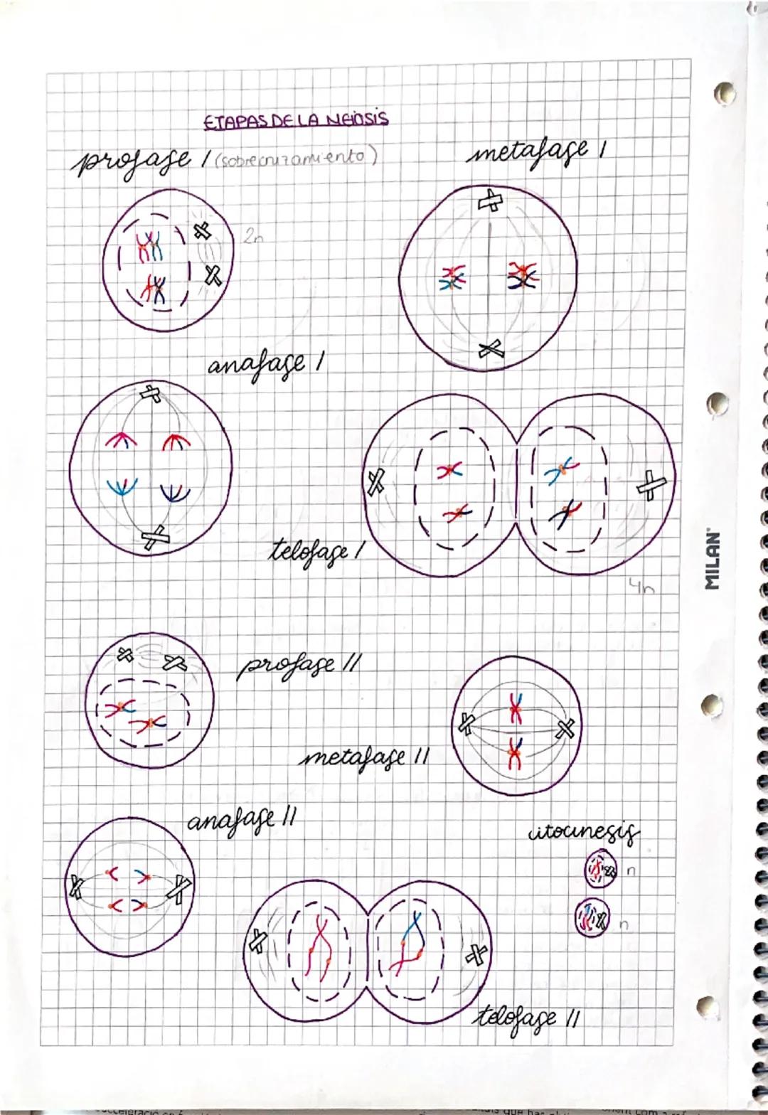 --- OCR Start ---
MILAN
• el ciclo celular y
los cromosomas
1. El núcleo de las células eucariatas
• Nucleoplasma:
medio intema
acuso del
nu
