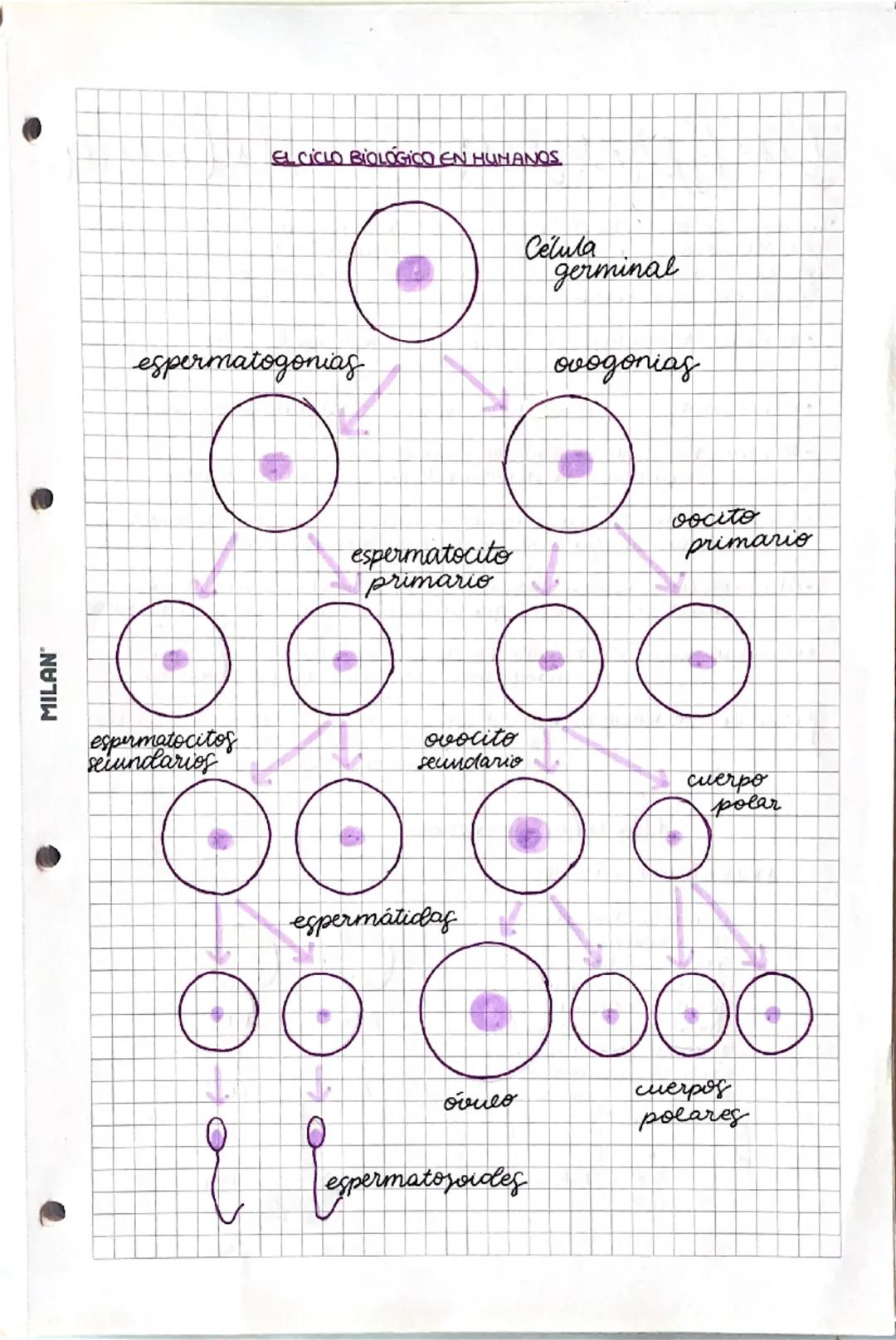 --- OCR Start ---
MILAN
• el ciclo celular y
los cromosomas
1. El núcleo de las células eucariatas
• Nucleoplasma:
medio intema
acuso del
nu