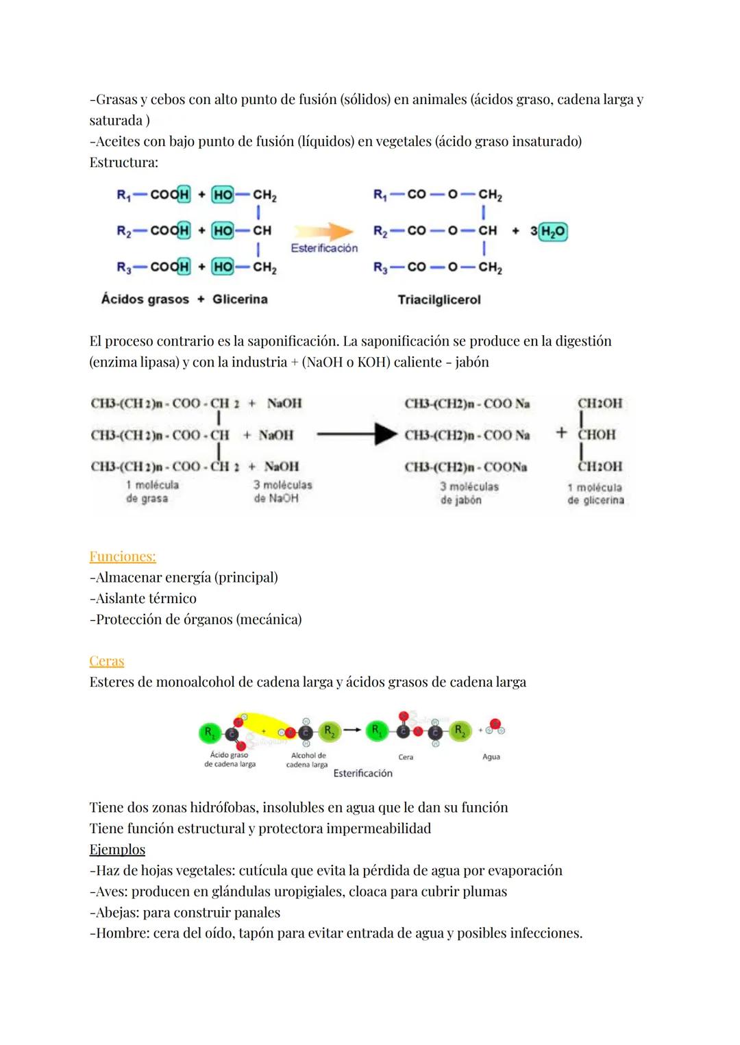 LÍPIDOS
Brainstorm: grasas, fosfolípidos, esteroides, colesterol, hidrófobas, saturadas, insaturadas,
jabón, energética, aislante térmico, r