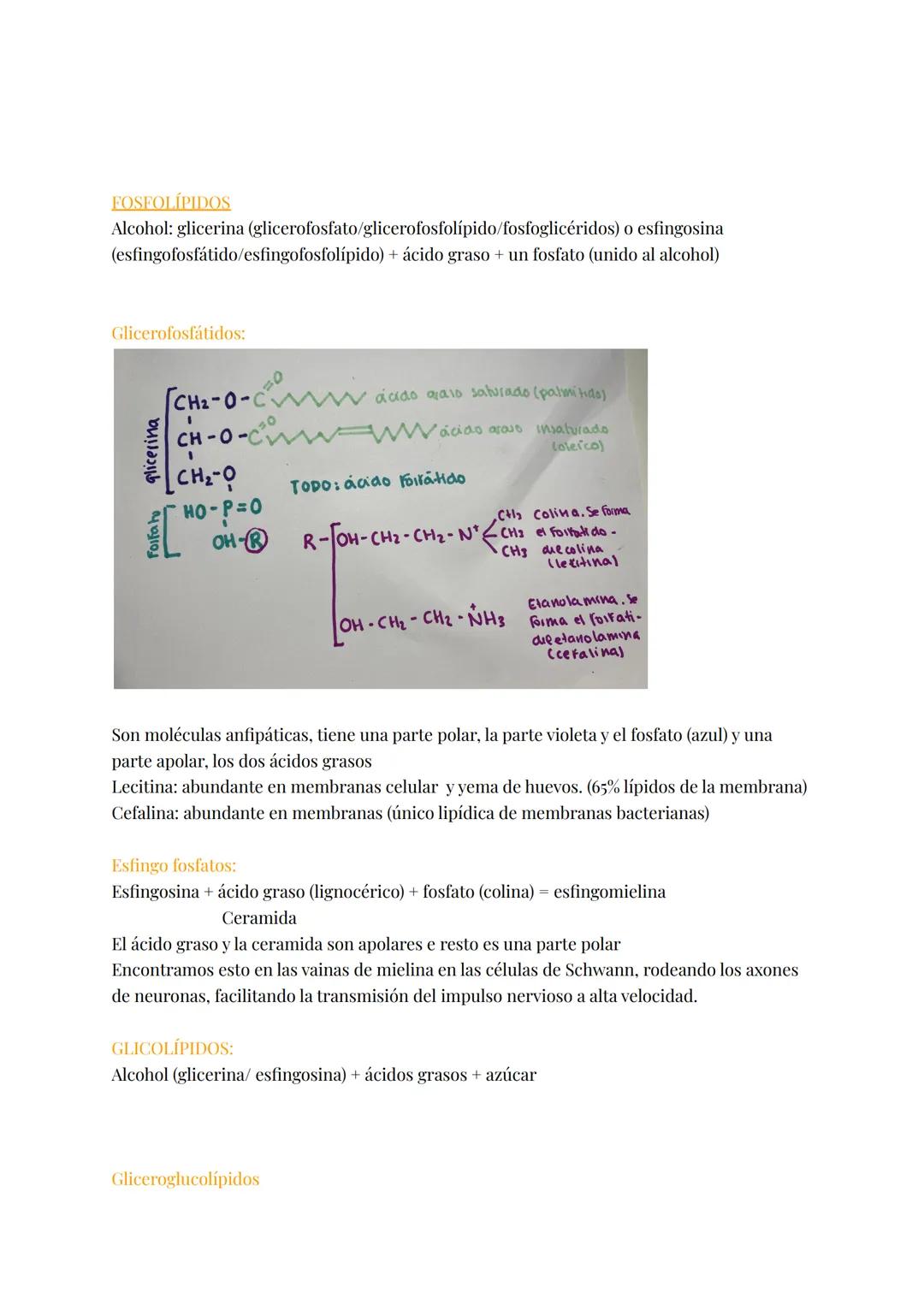 LÍPIDOS
Brainstorm: grasas, fosfolípidos, esteroides, colesterol, hidrófobas, saturadas, insaturadas,
jabón, energética, aislante térmico, r