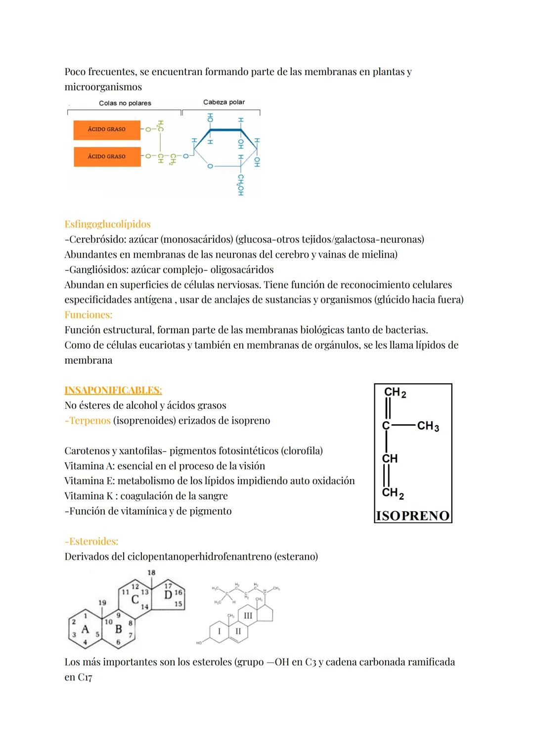 LÍPIDOS
Brainstorm: grasas, fosfolípidos, esteroides, colesterol, hidrófobas, saturadas, insaturadas,
jabón, energética, aislante térmico, r