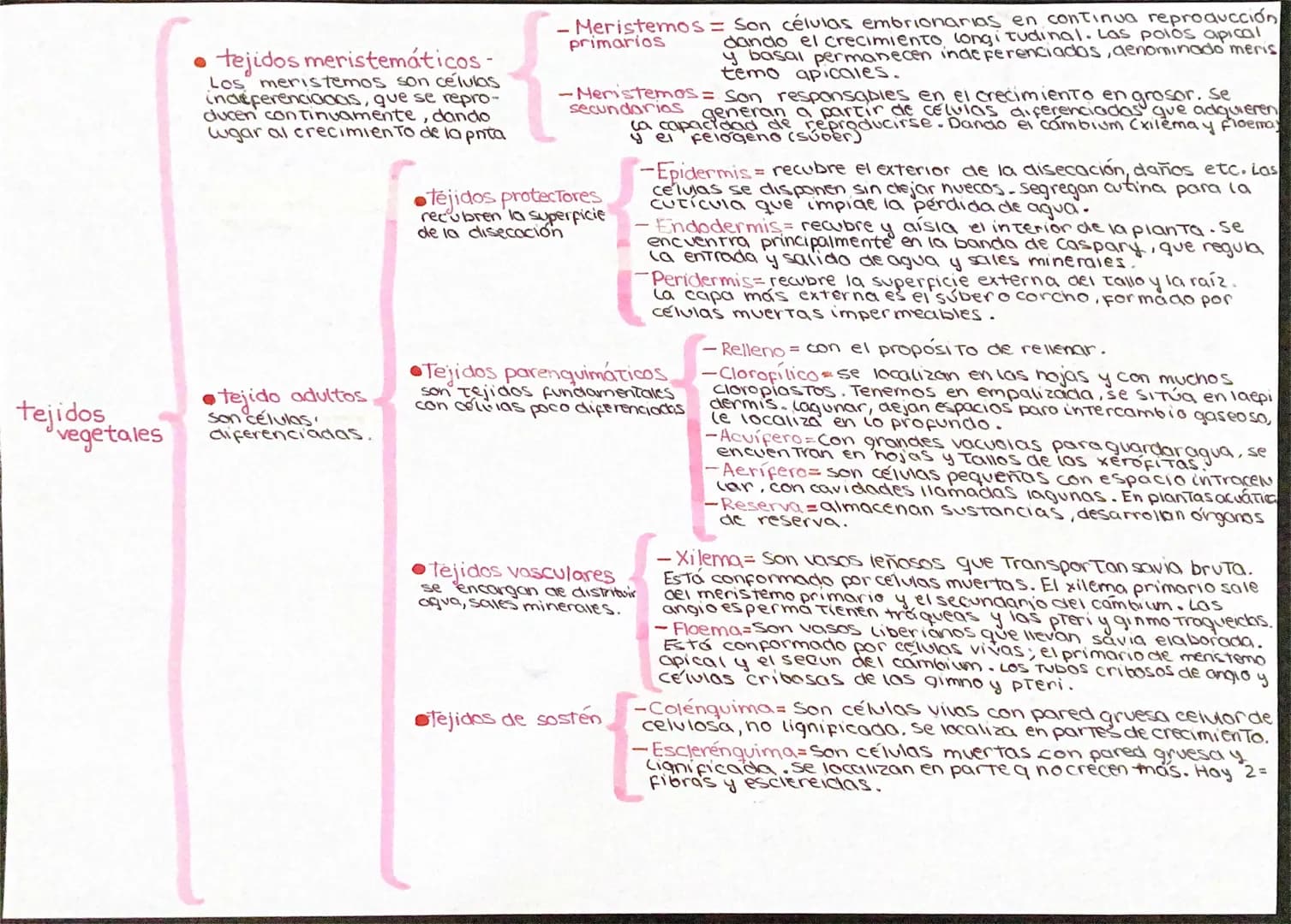 tejidos vegetales
- tejidos meristemáticos -
Los meristemos son células
indiferenciadas, que se repro-
ducen continuamente, dando
lugar al