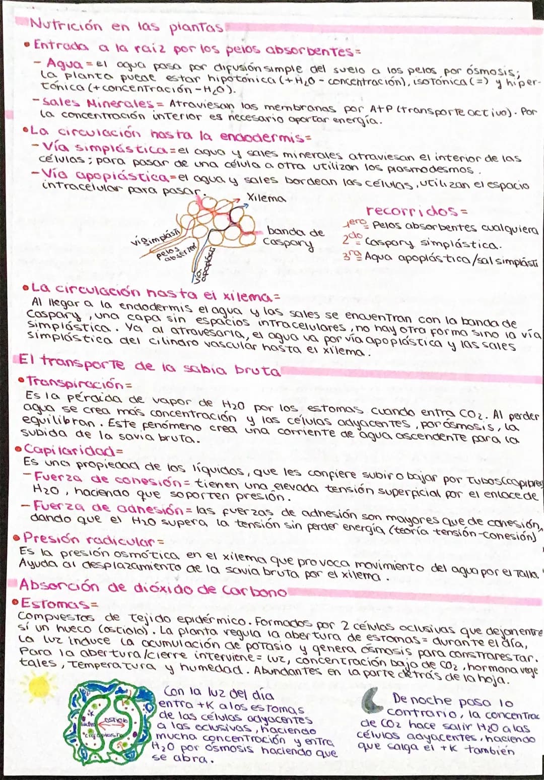 tejidos vegetales
- tejidos meristemáticos -
Los meristemos son células
indiferenciadas, que se repro-
ducen continuamente, dando
lugar al
