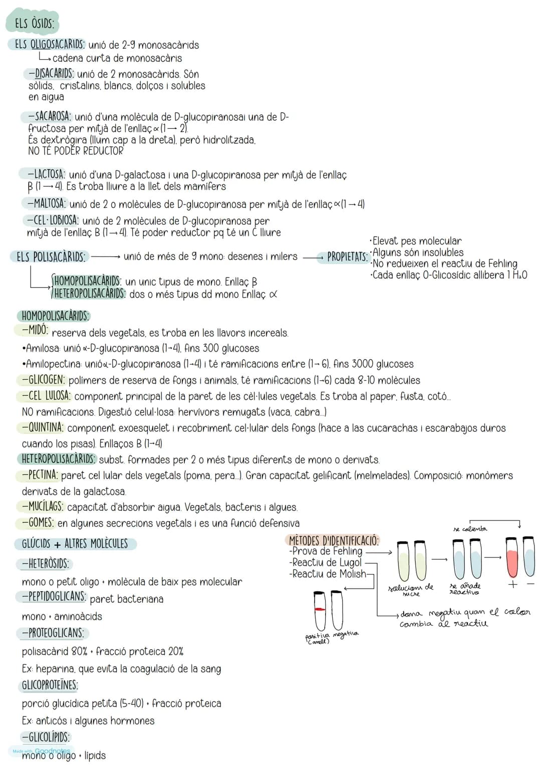 # ELS OSIDS:
## ELS OLIGOSACARIDS: unió de 2-9 monosacàrids
* cadena curta de monosacaris
## -DISACARIDS: unió de 2 monosacàrids. Són
*