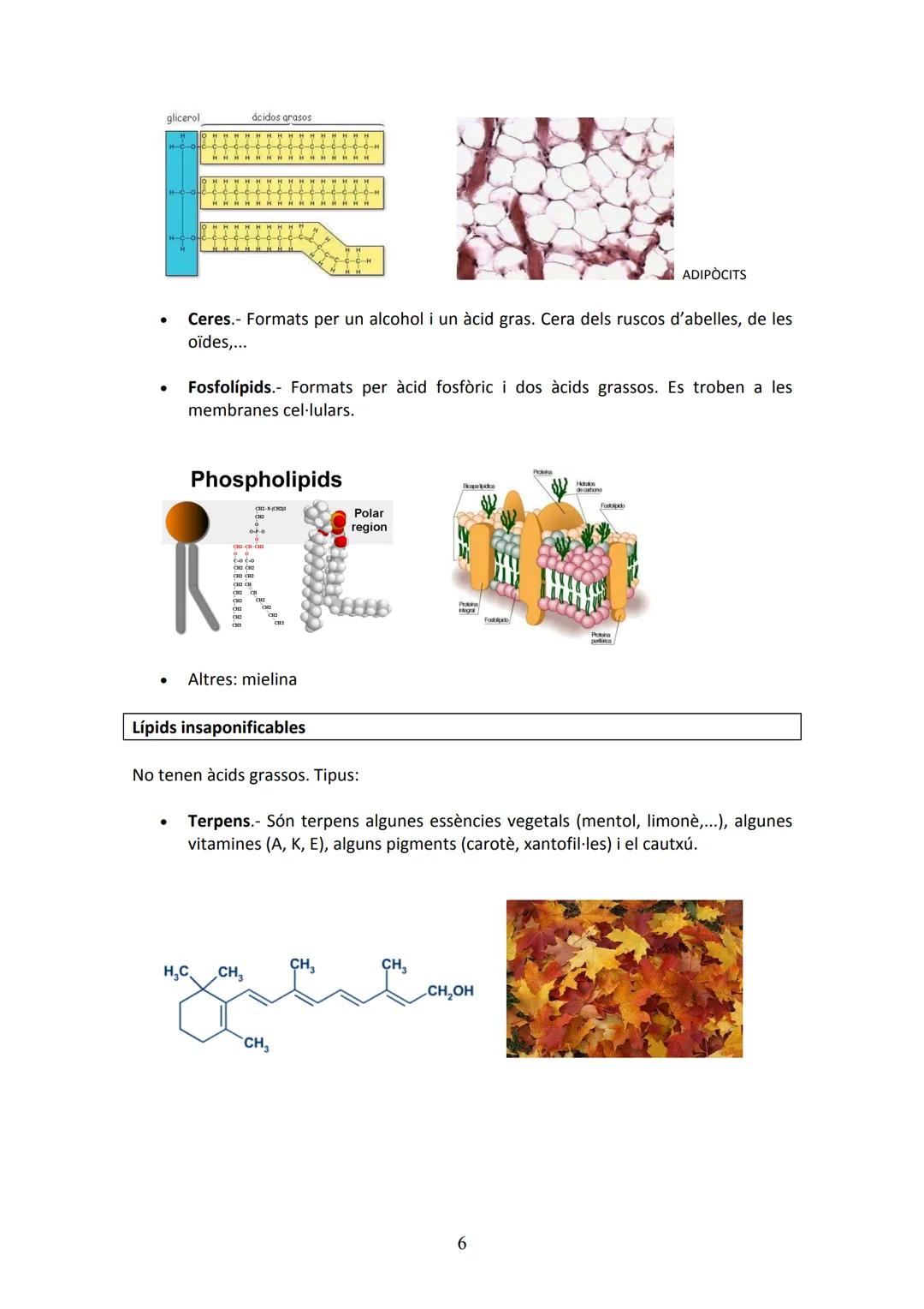 # UNITAT 1. NUTRICIÓ
Tots els organismes heteròtrofs necessiten aconseguir matèria orgànica d'altres éssers
vius. Amb aquesta matèria orgàn
