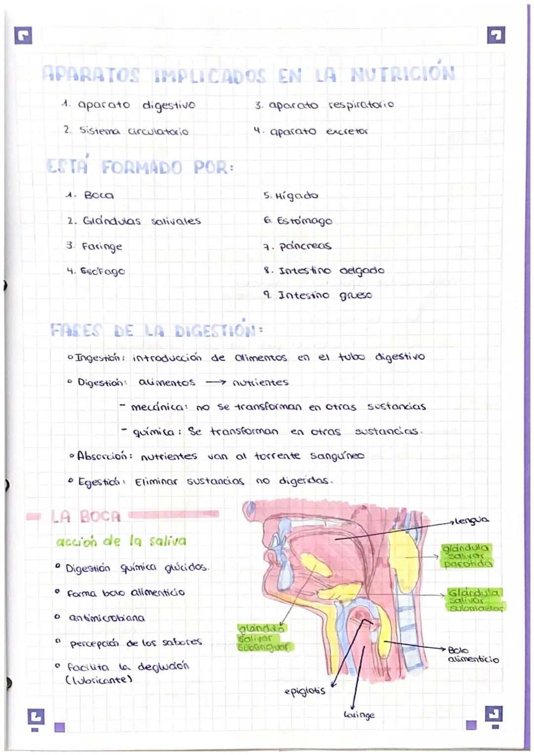 # APARATO
digestivo
repaso # APARATOS IMPLICADOS EN LA NUTRICIÓN
1. aparato digestivo
2. Sistema circulatorio
3. aparato respiratorio
4. ap