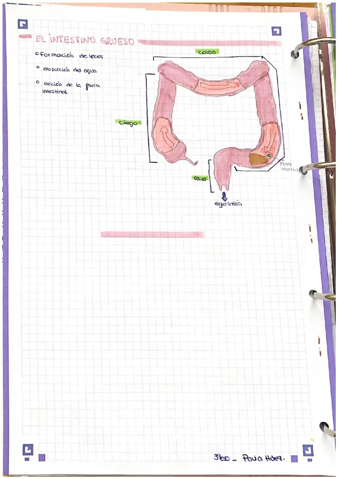 # APARATO
digestivo
repaso # APARATOS IMPLICADOS EN LA NUTRICIÓN
1. aparato digestivo
2. Sistema circulatorio
3. aparato respiratorio
4. ap
