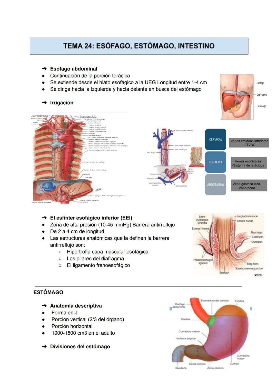 → Esófago abdominal
● Continuación de la porción torácica
● Se extiende desde el hiato esofágico a la UEG Longitud entre 1-4 cm
● Se dirige