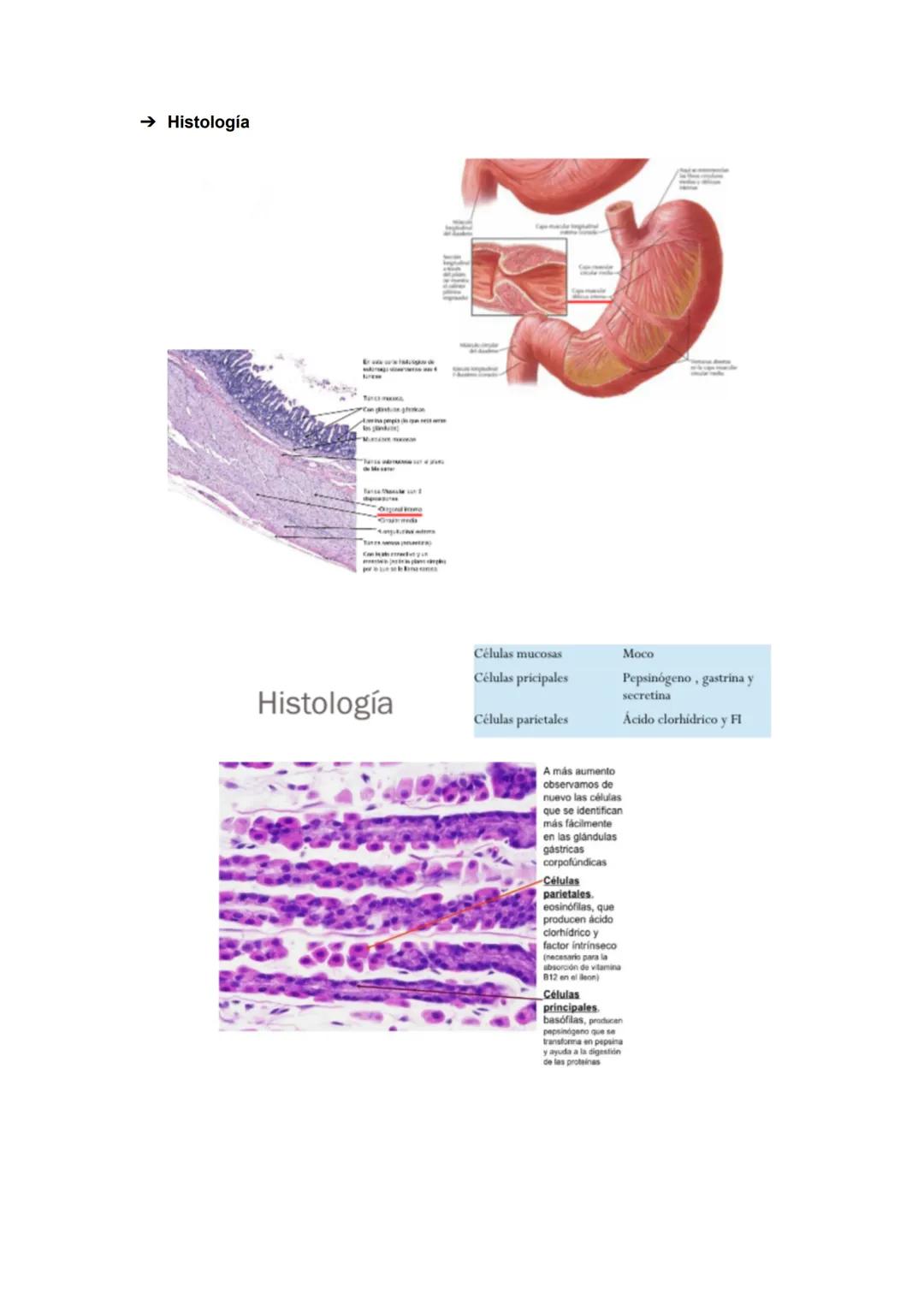 → Esófago abdominal
● Continuación de la porción torácica
● Se extiende desde el hiato esofágico a la UEG Longitud entre 1-4 cm
● Se dirige