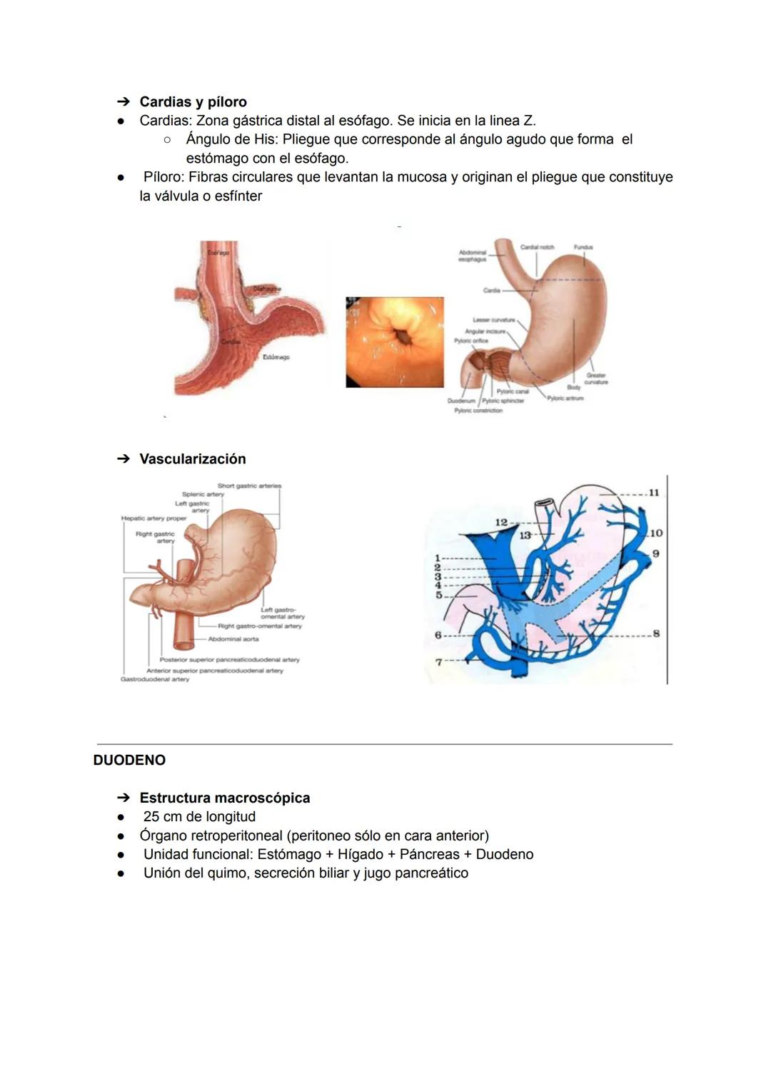 → Esófago abdominal
● Continuación de la porción torácica
● Se extiende desde el hiato esofágico a la UEG Longitud entre 1-4 cm
● Se dirige