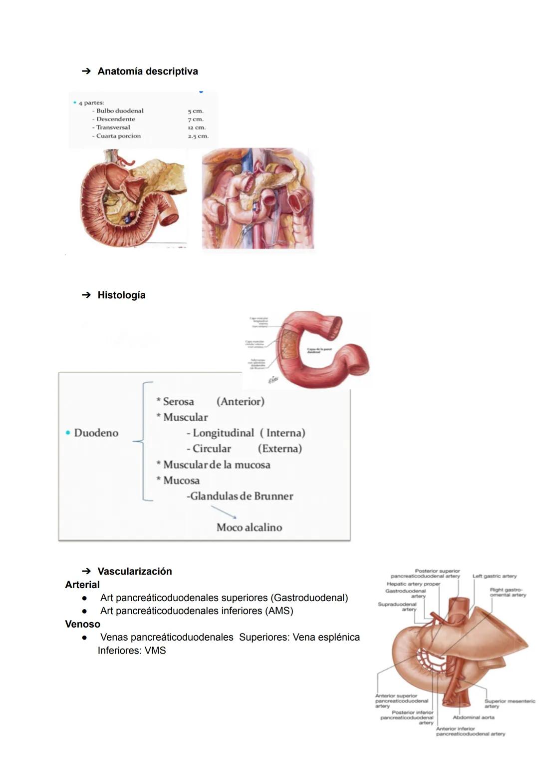 → Esófago abdominal
● Continuación de la porción torácica
● Se extiende desde el hiato esofágico a la UEG Longitud entre 1-4 cm
● Se dirige