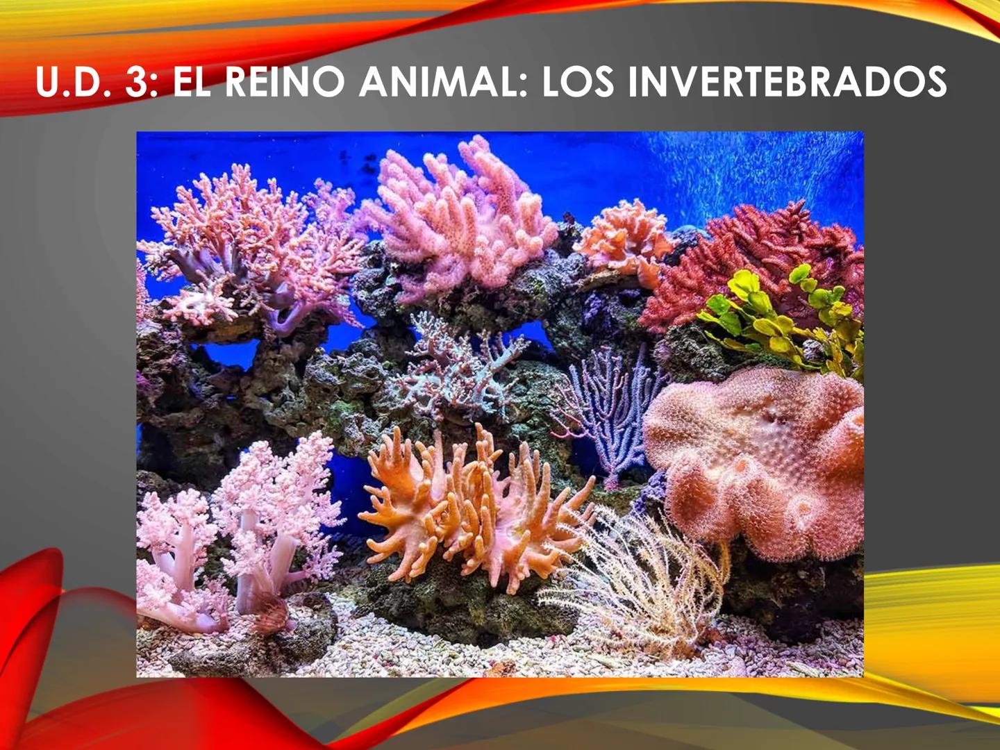 # U.D. 3: EL REINO ANIMAL: LOS INVERTEBRADOS # ÍNDICE
1. REINO ANIMAL
1.1. Tipos de simetría
1.2. Definición de animal
2. CLASIFICA