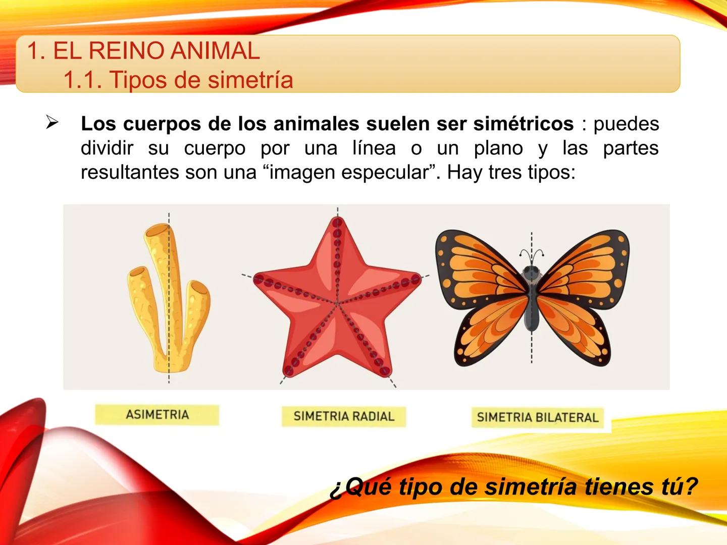 # U.D. 3: EL REINO ANIMAL: LOS INVERTEBRADOS # ÍNDICE
1. REINO ANIMAL
1.1. Tipos de simetría
1.2. Definición de animal
2. CLASIFICA