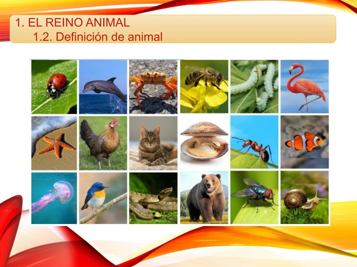 # U.D. 3: EL REINO ANIMAL: LOS INVERTEBRADOS # ÍNDICE
1. REINO ANIMAL
1.1. Tipos de simetría
1.2. Definición de animal
2. CLASIFICA