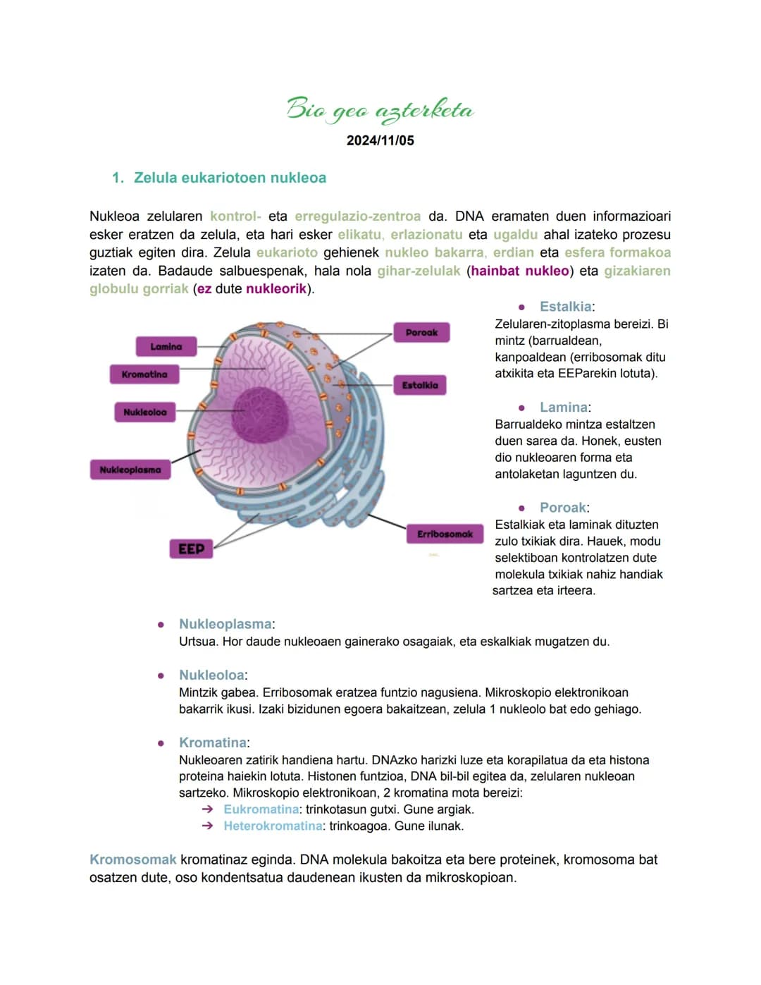 # Bio geo azterketa
2024/11/05
## 1. Zelula eukariotoen nukleoa
Nukleoa zelularen kontrol- eta erregulazio-zentroa da. DNA eramaten duen