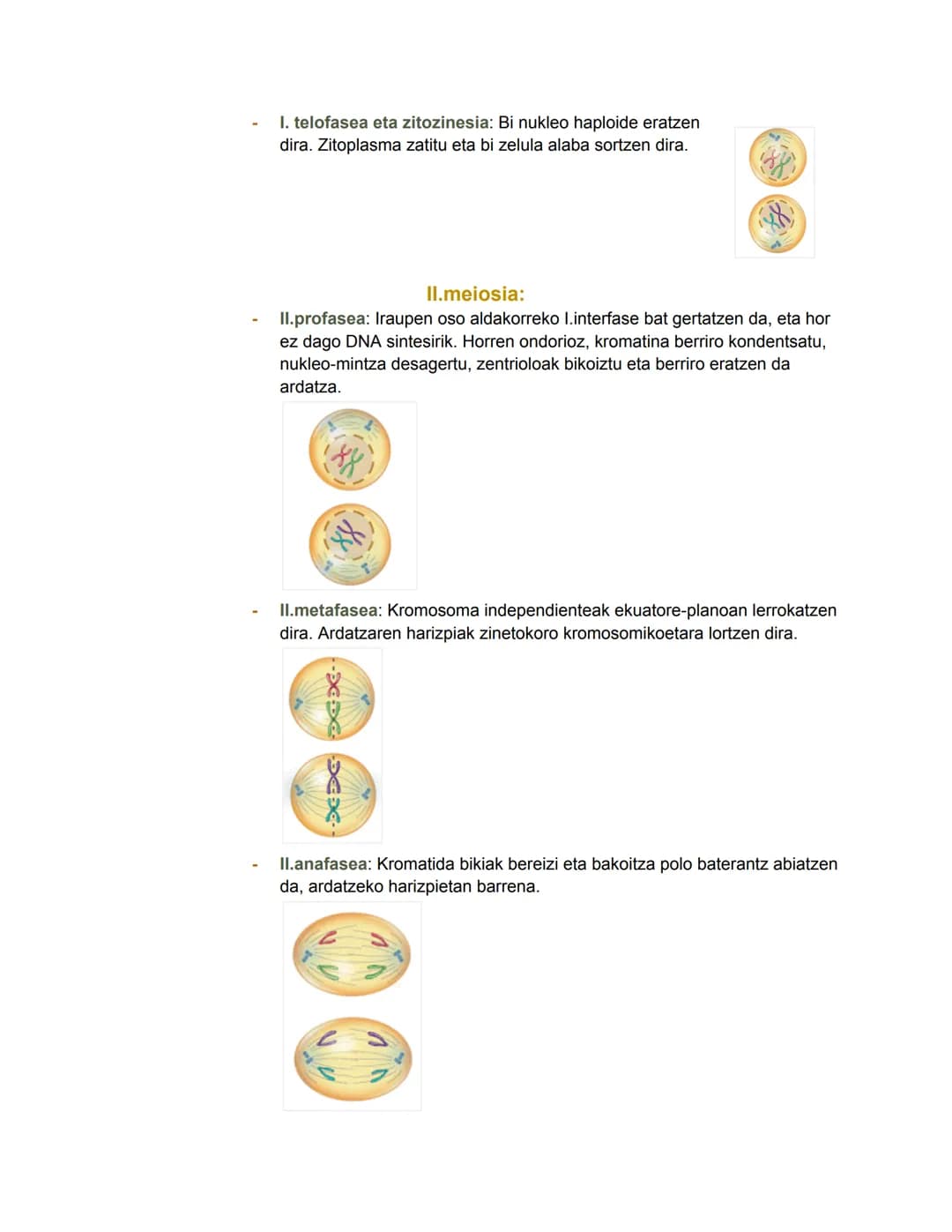 # Bio geo azterketa
2024/11/05
## 1. Zelula eukariotoen nukleoa
Nukleoa zelularen kontrol- eta erregulazio-zentroa da. DNA eramaten duen
