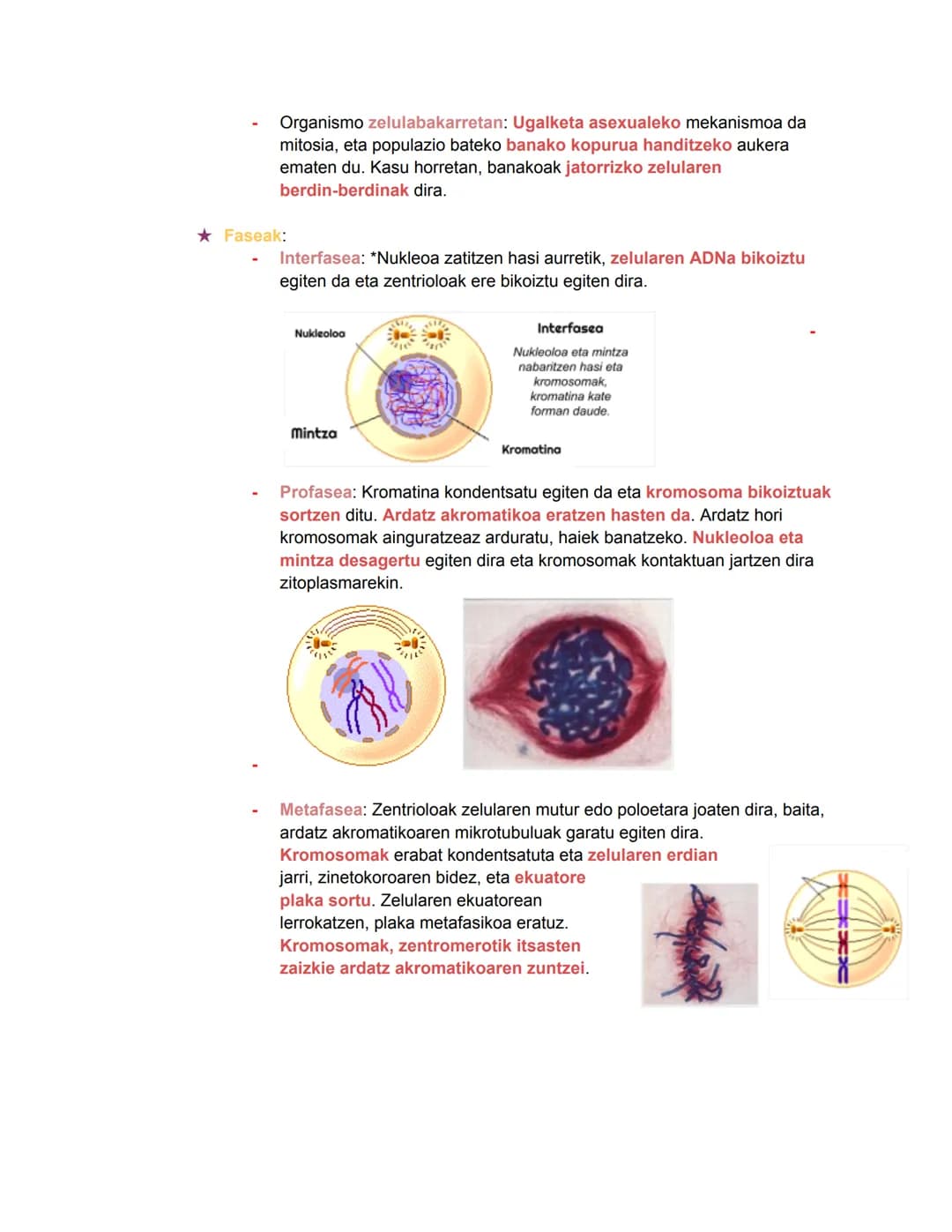 # Bio geo azterketa
2024/11/05
## 1. Zelula eukariotoen nukleoa
Nukleoa zelularen kontrol- eta erregulazio-zentroa da. DNA eramaten duen