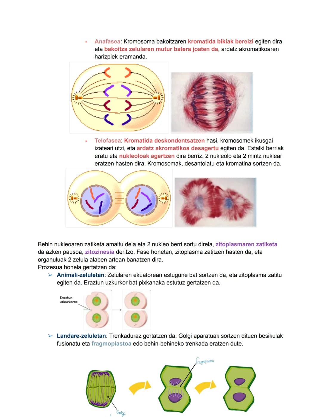 # Bio geo azterketa
2024/11/05
## 1. Zelula eukariotoen nukleoa
Nukleoa zelularen kontrol- eta erregulazio-zentroa da. DNA eramaten duen