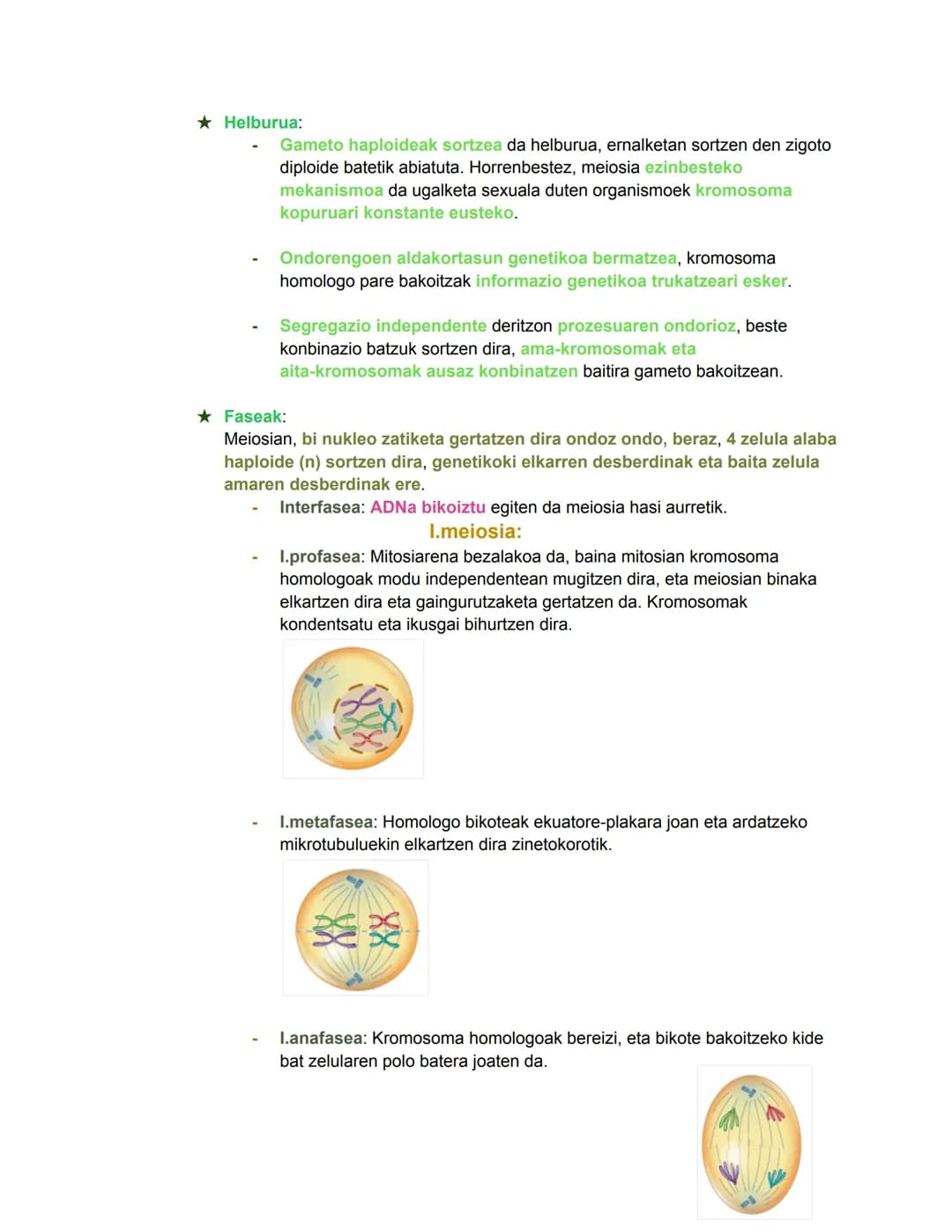 # Bio geo azterketa
2024/11/05
## 1. Zelula eukariotoen nukleoa
Nukleoa zelularen kontrol- eta erregulazio-zentroa da. DNA eramaten duen
