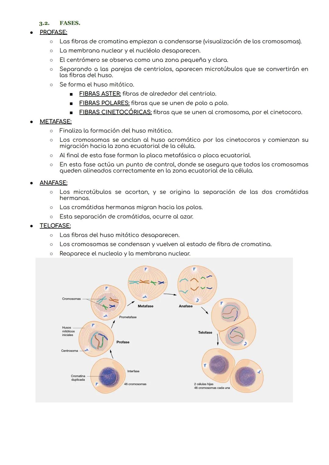 1. CICLO CELULAR.
Ciclo celular.
periodo que abarca desde la formación de una célula hasta que se divide para dar lugar a nuevas
células.
El