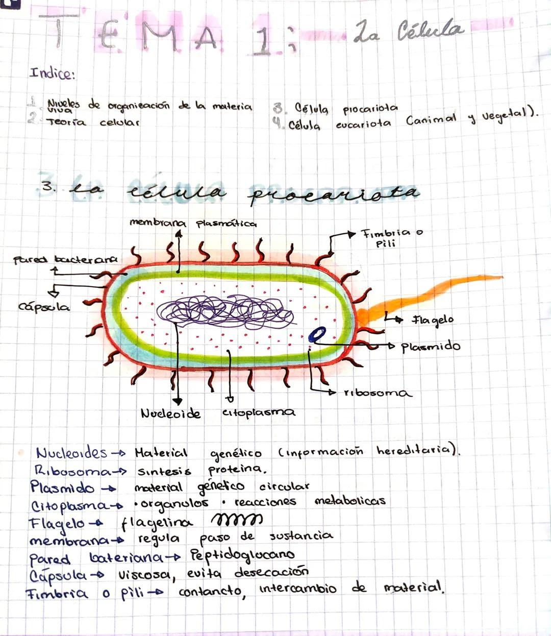 # TEMA 1: La Célula
Indice:
1. Niveles de organización de la materia 3. Célula piocariota
2. Teoría celular 4. Célula eucariota Canimal y